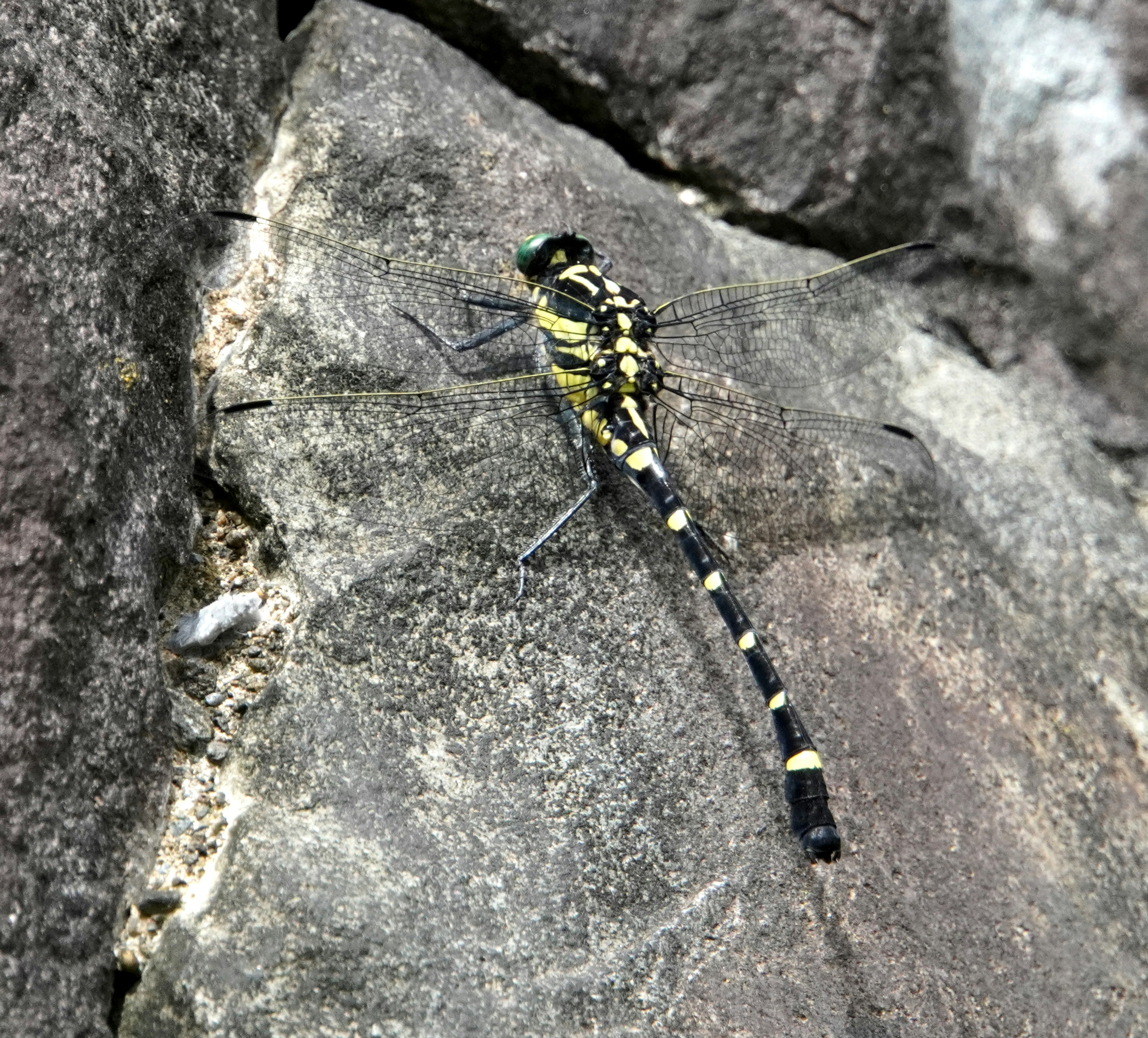 Una bella libellula appollaiata su una roccia con colorazione verde e nera e una lunga coda