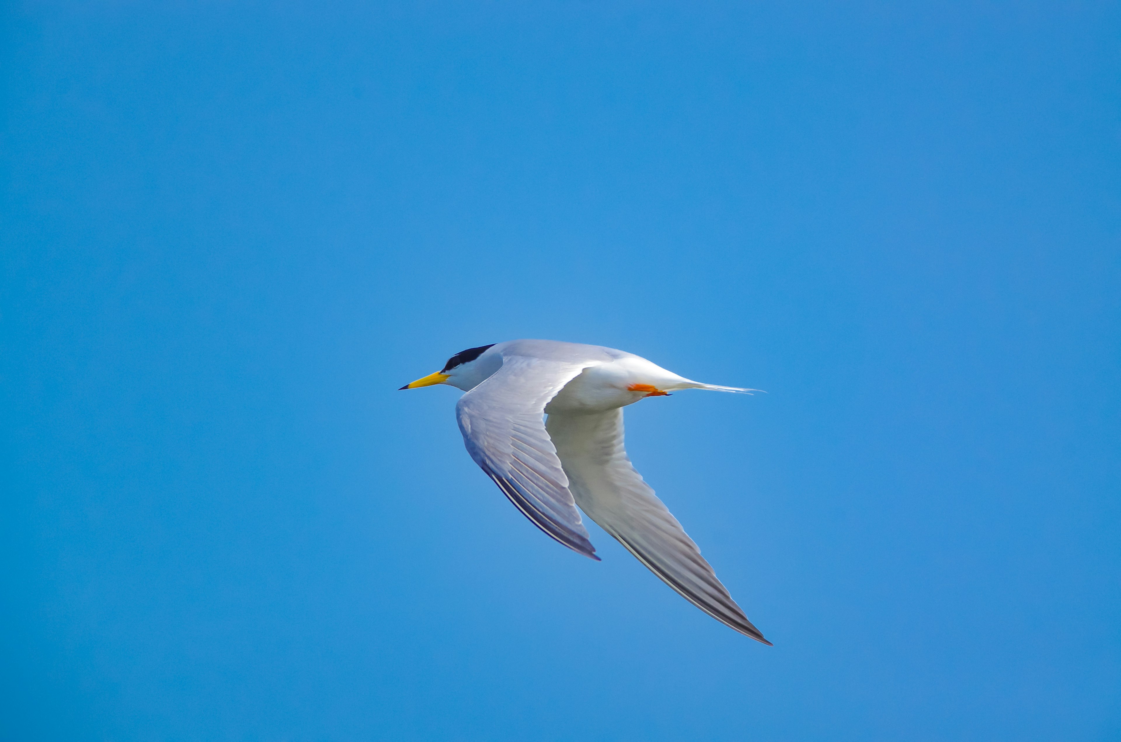 Burung putih terbang melawan langit biru