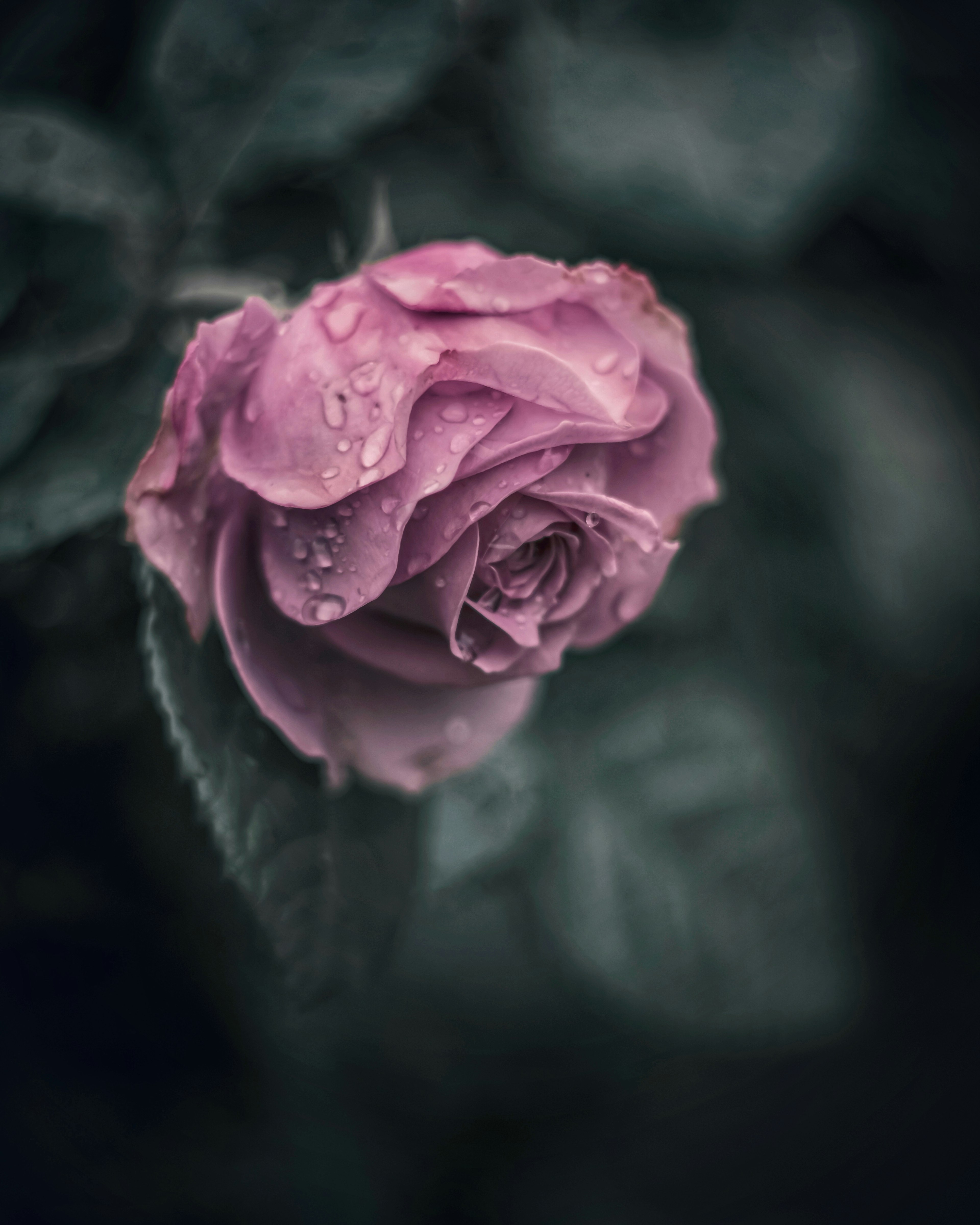 A pink rose with droplets on its petals against a dark background