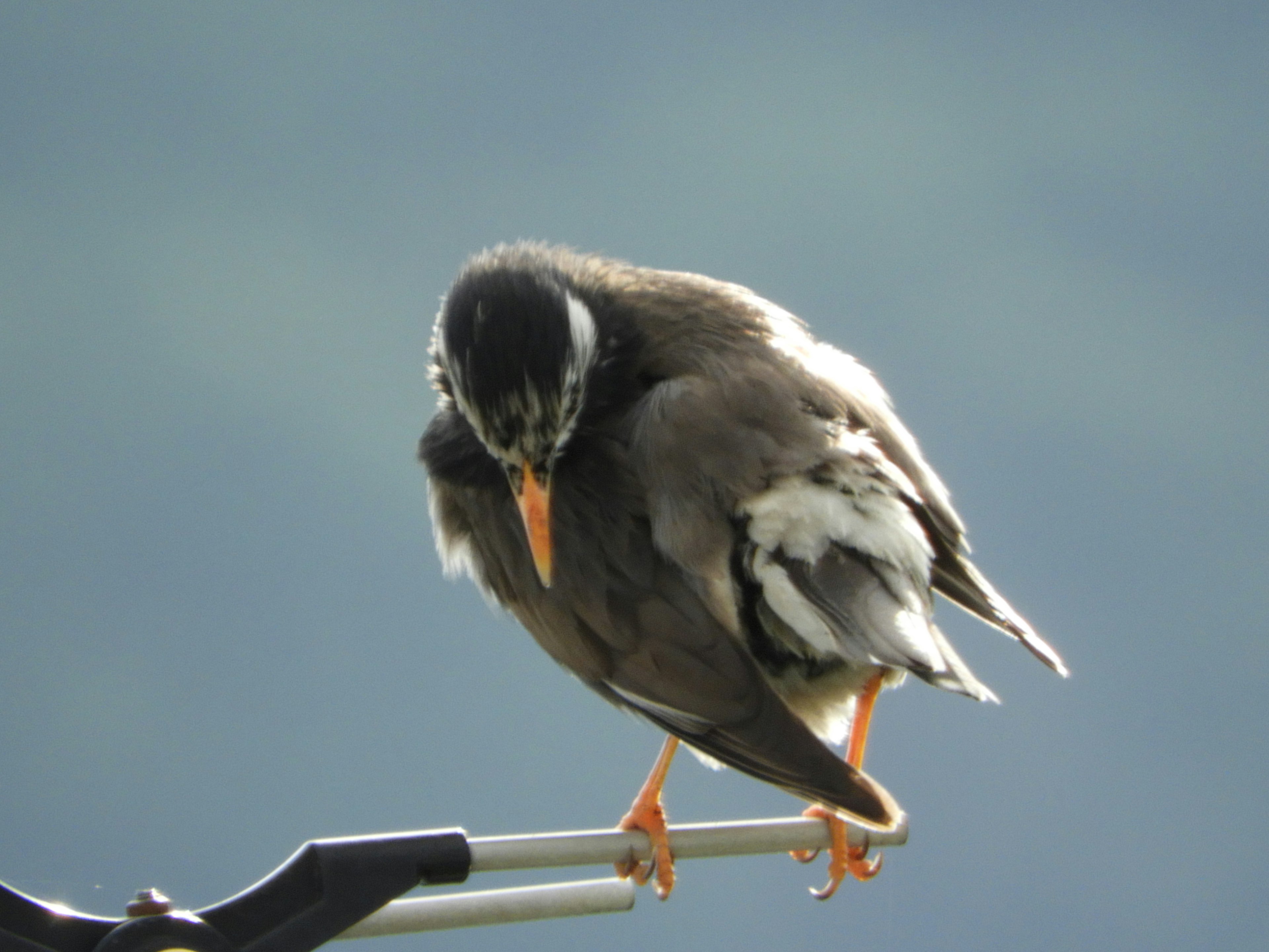 A small bird perched on a pole looking down