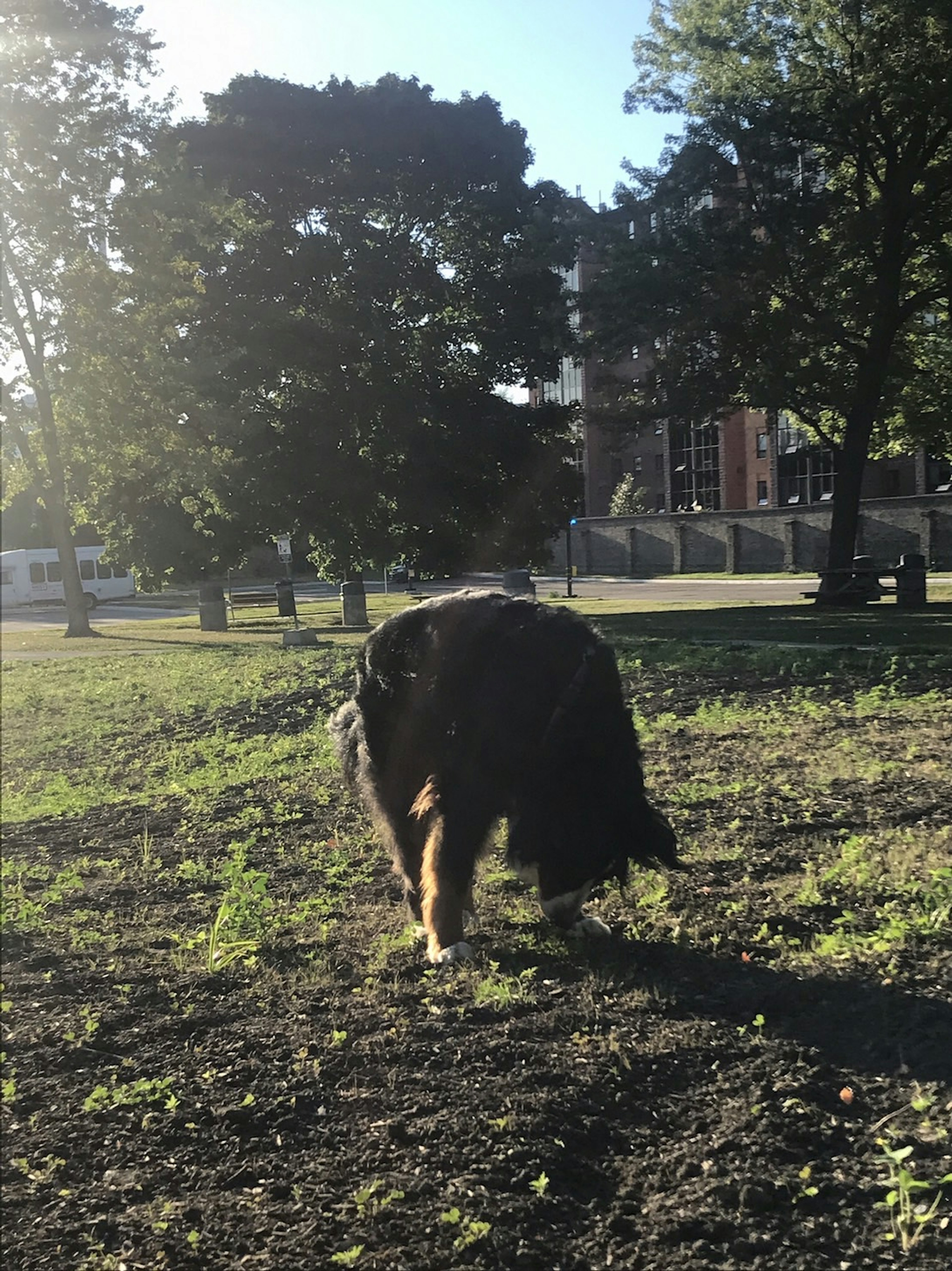 在公園裡吃草的狗