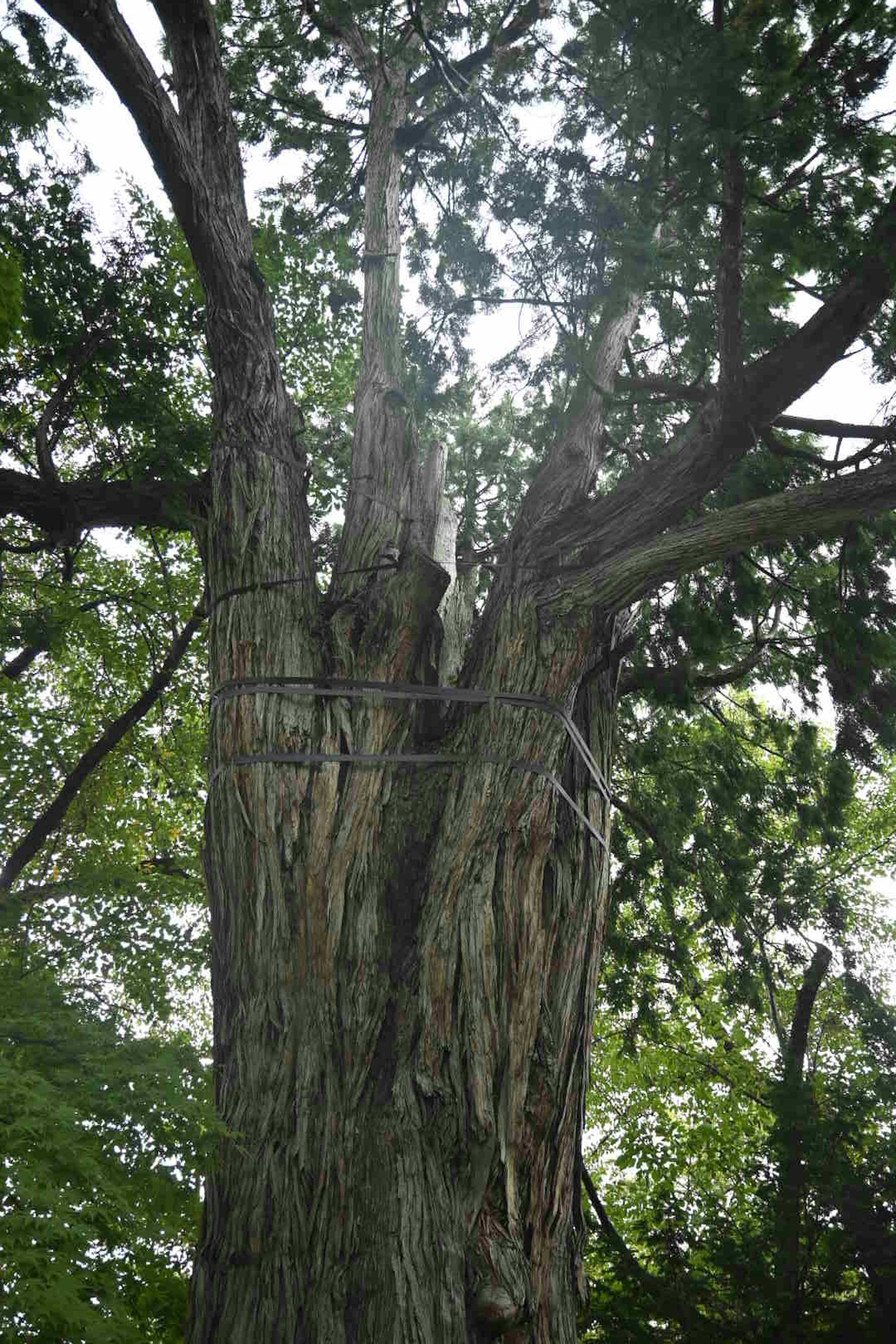 太い幹を持つ木の写真上部に光が差し込んでいる