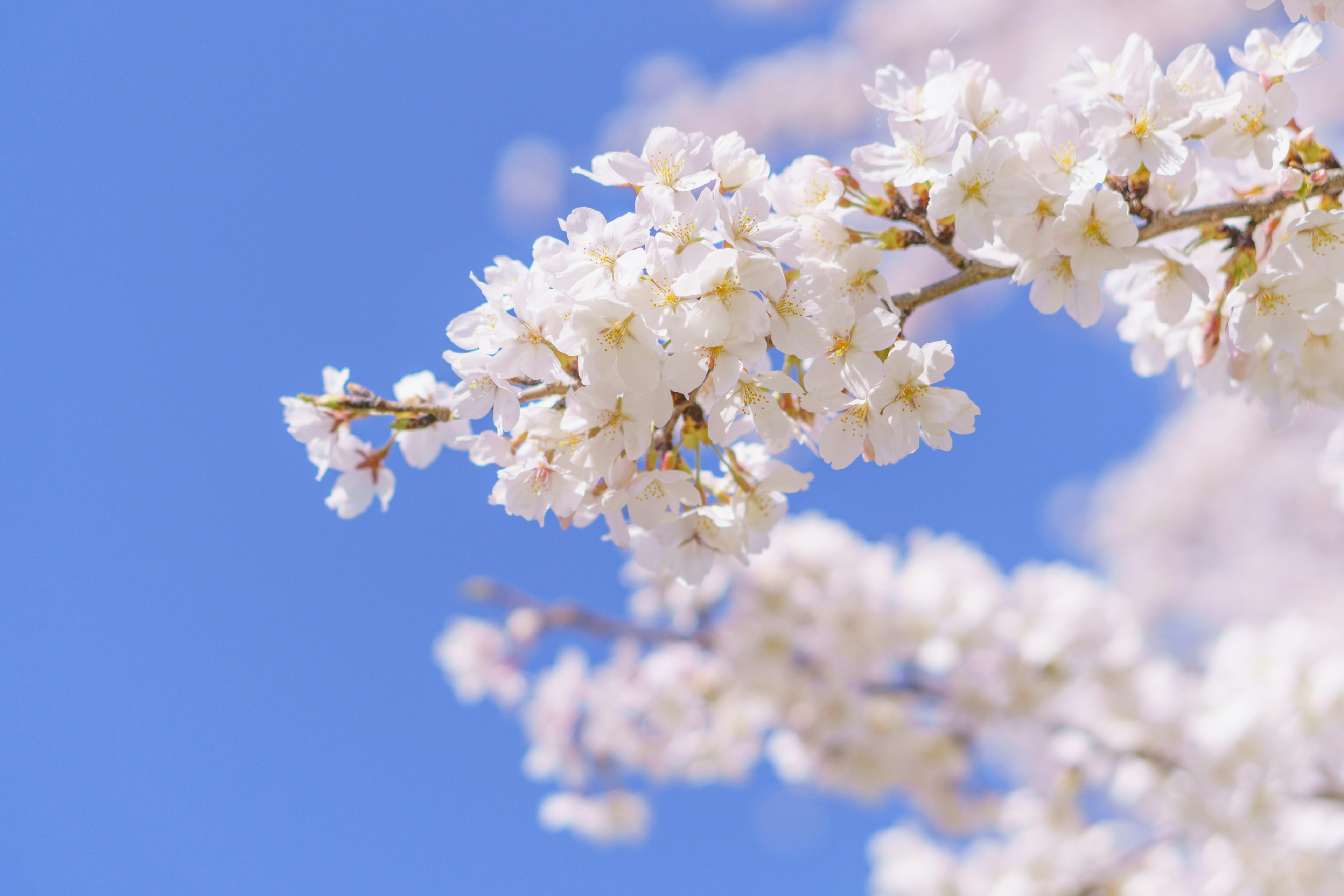 Close-up of cherry blossoms against a blue sky