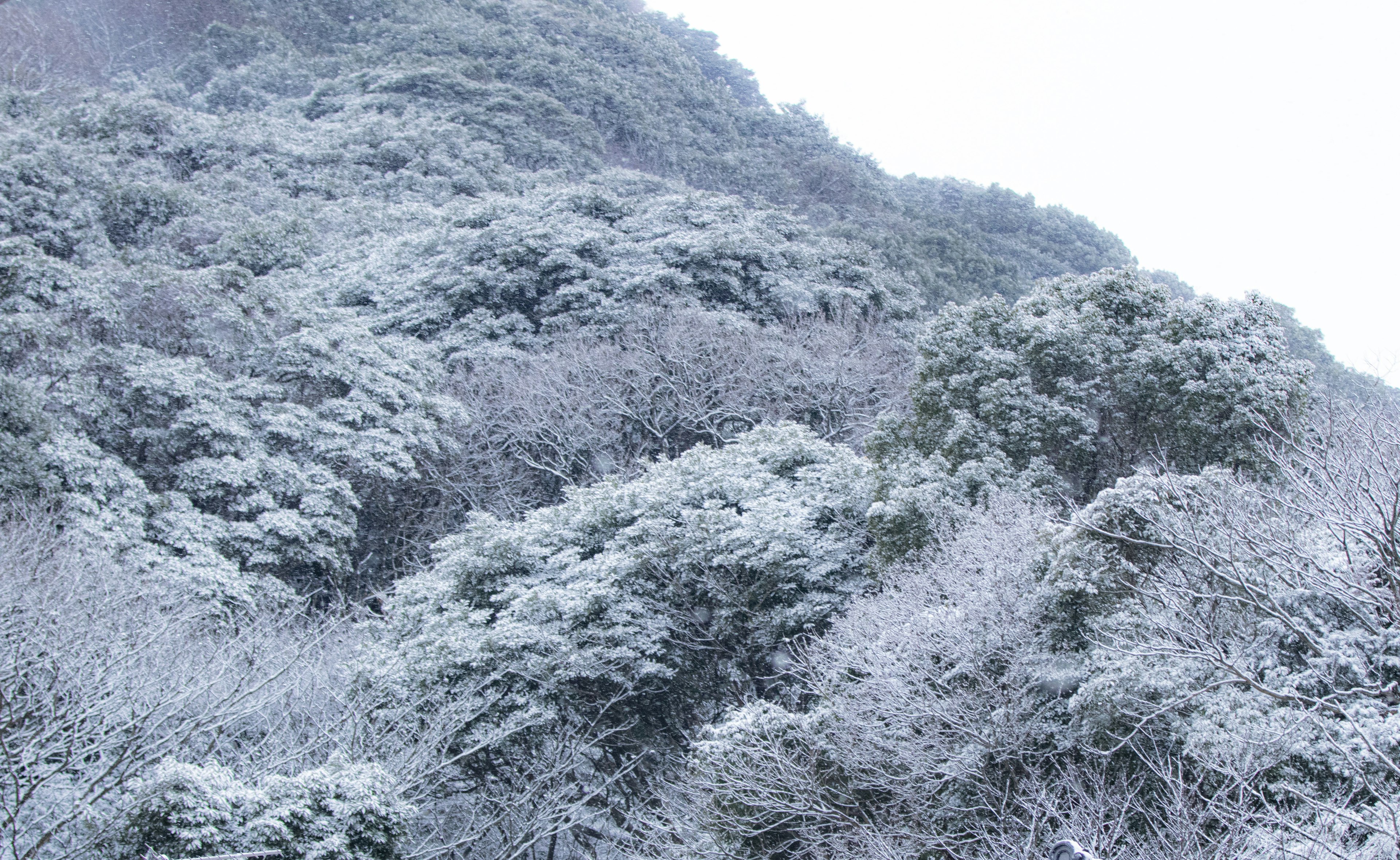 눈으로 덮인 숲 풍경