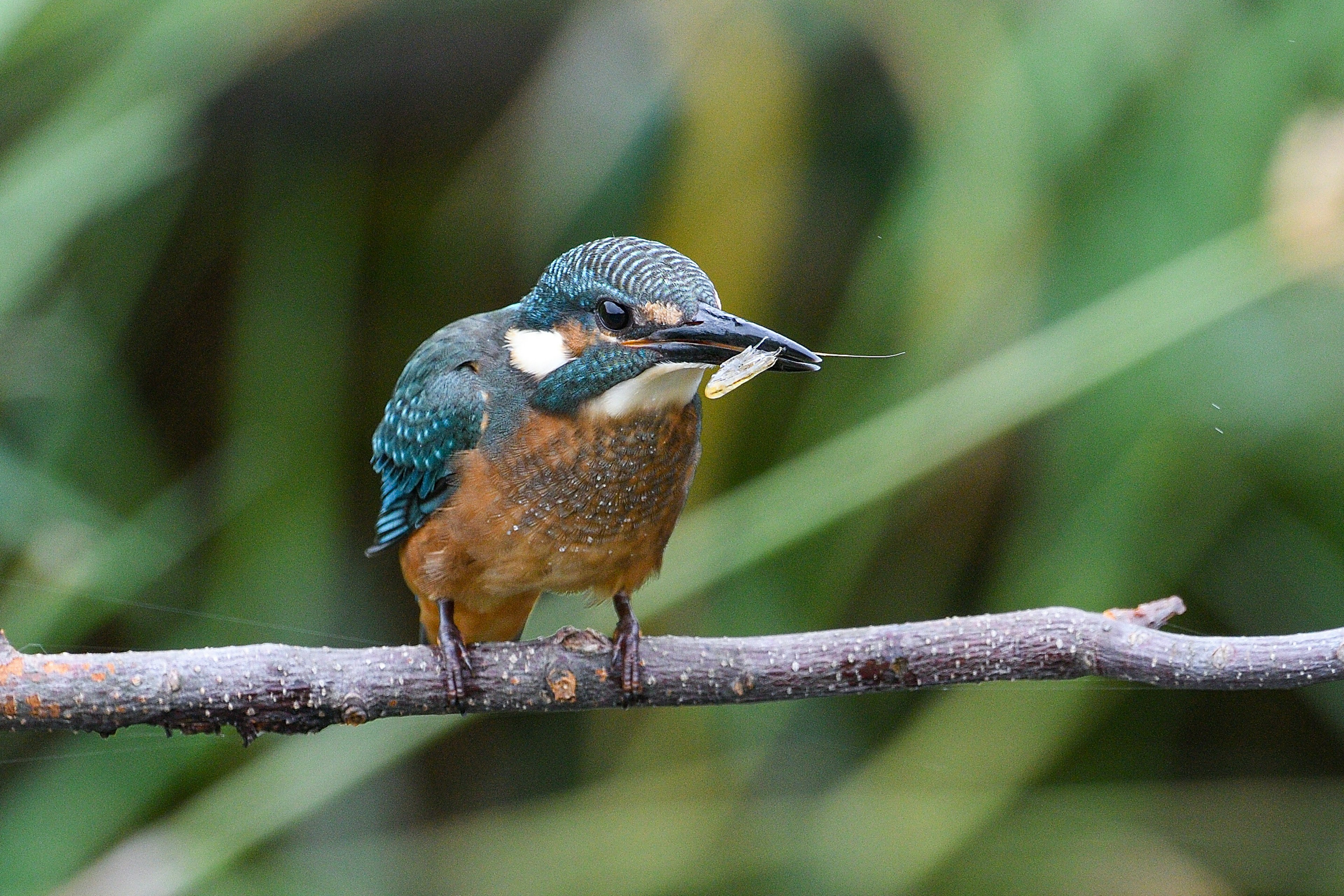 A kingfisher with blue feathers and an orange belly perched on a branch holding a small fish