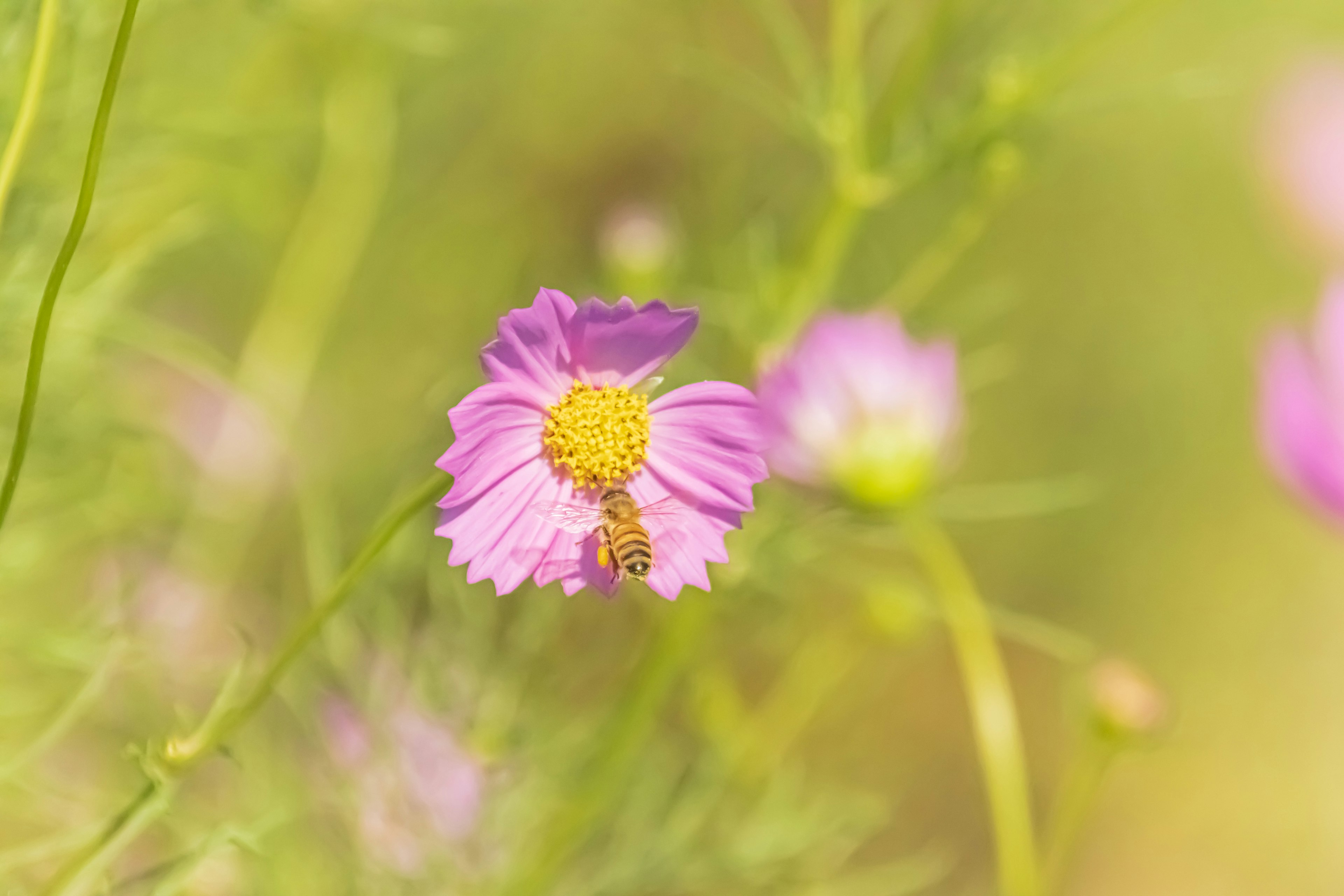 Una flor rosa con un centro amarillo y una pequeña abeja en ella sobre un fondo verde suave