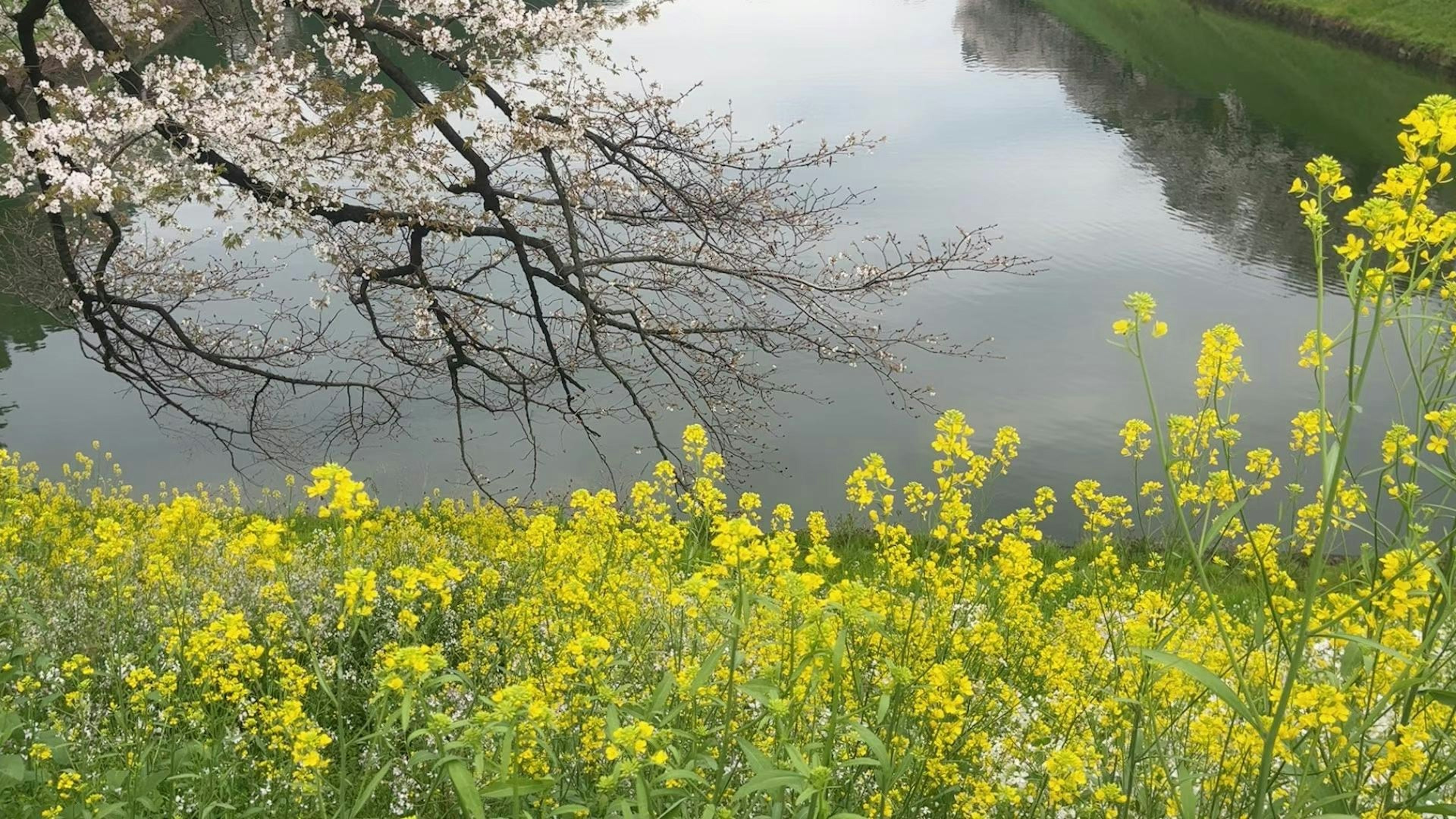 川のそばに咲く黄色い菜の花と桜の木が映る美しい風景