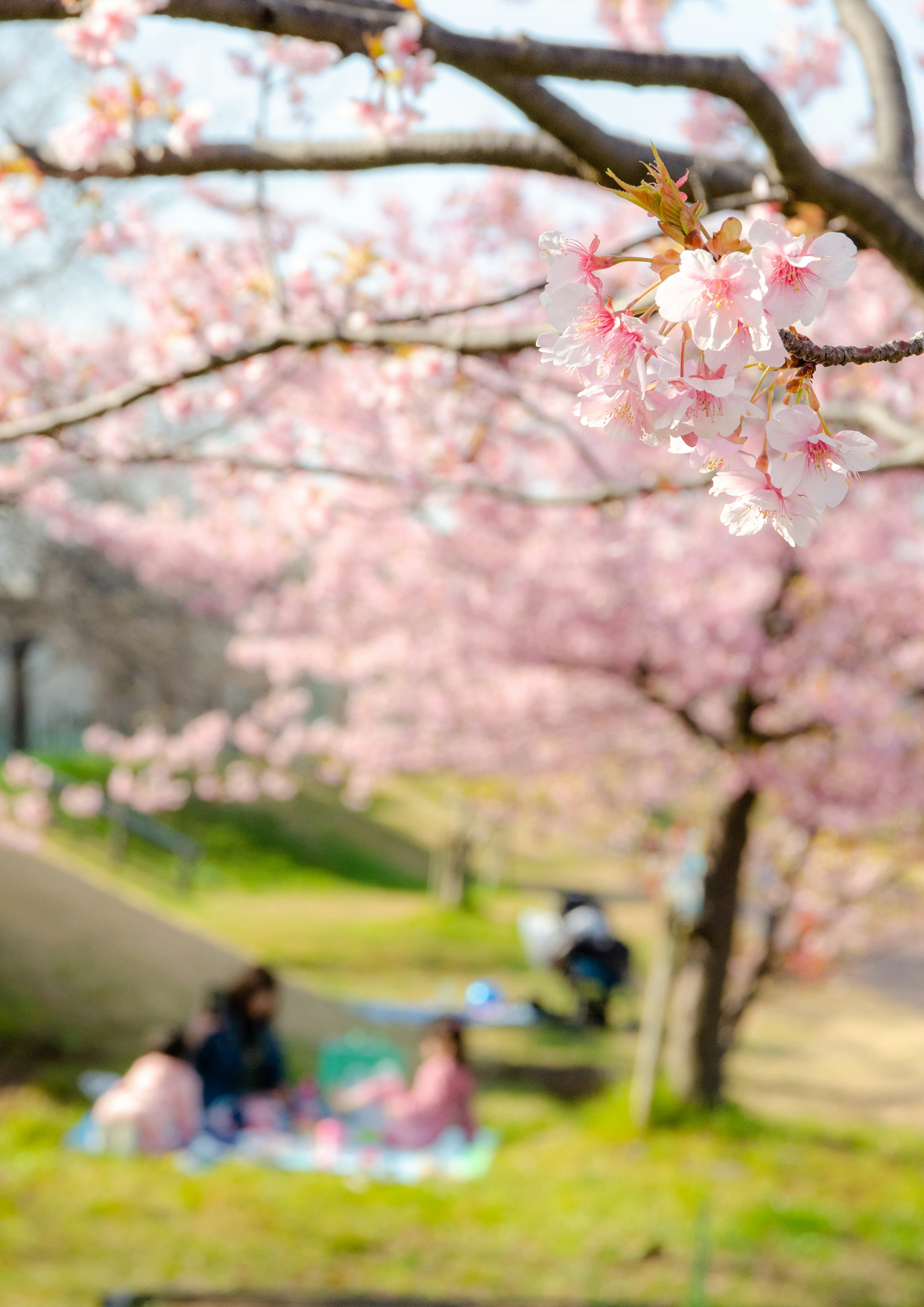 桜の花が咲いている公園でピクニックを楽しむ人々