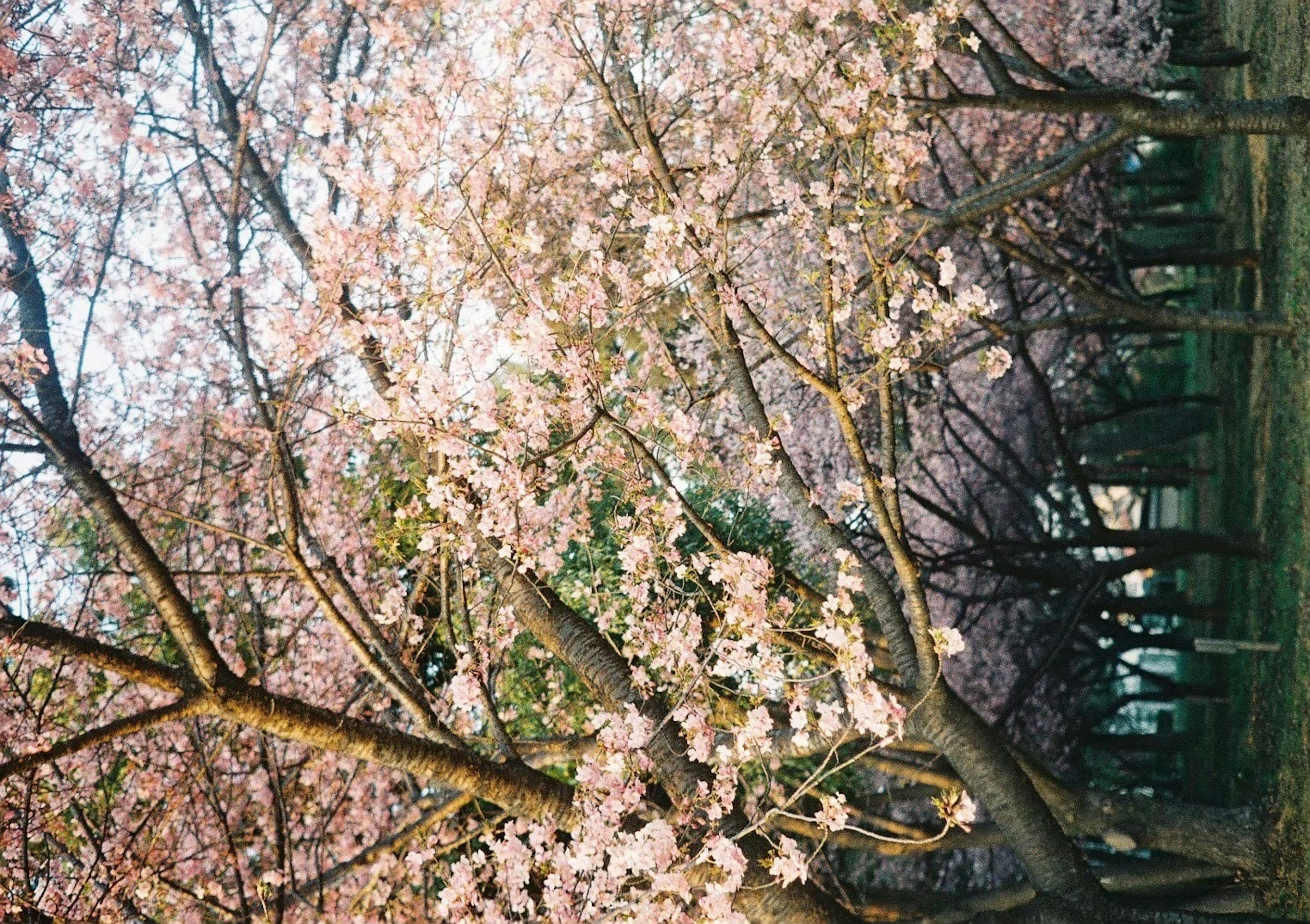 桜の花が咲いている木々の並木道