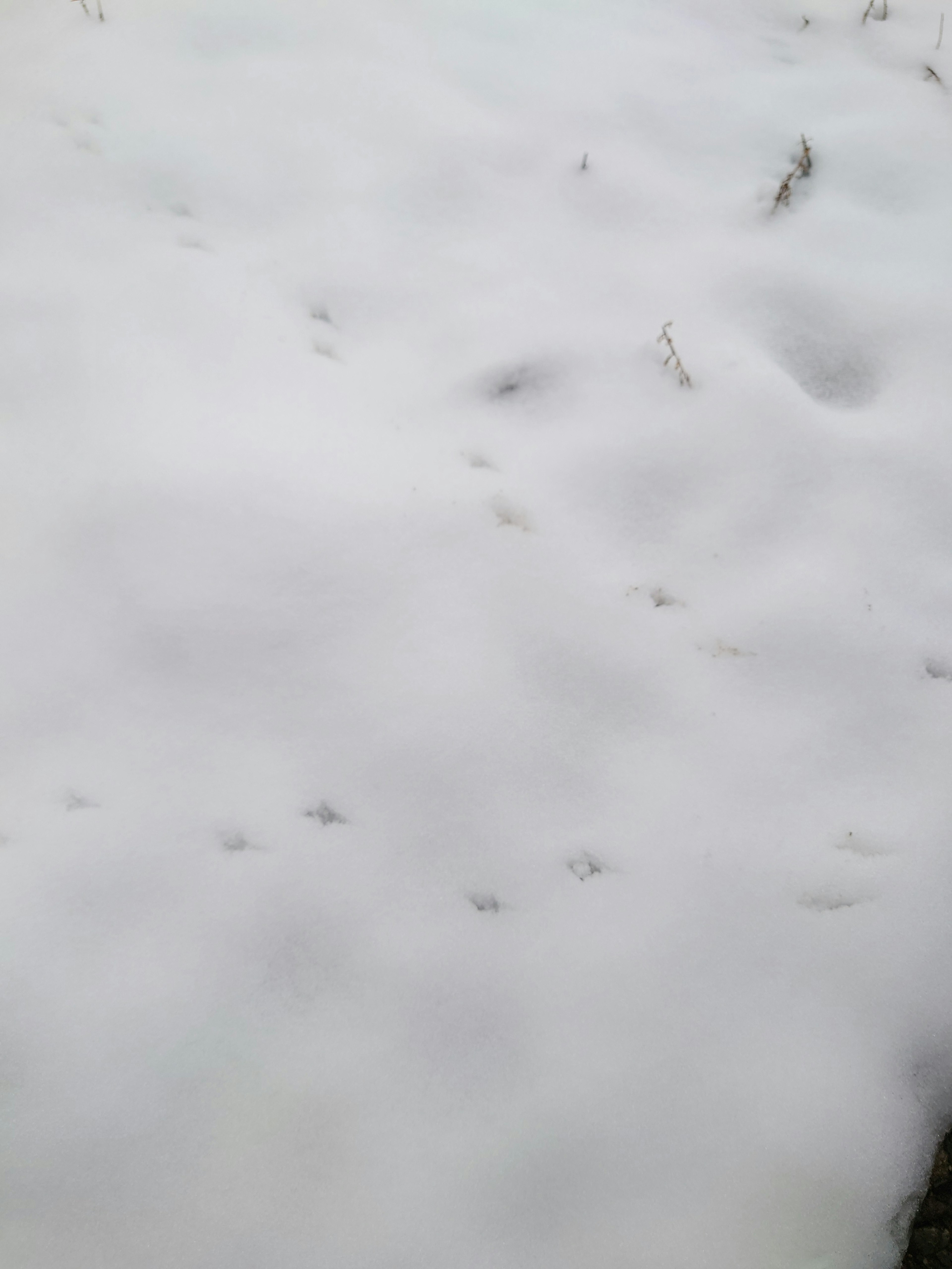 Paysage avec des traces d'animaux sur la neige fraîche