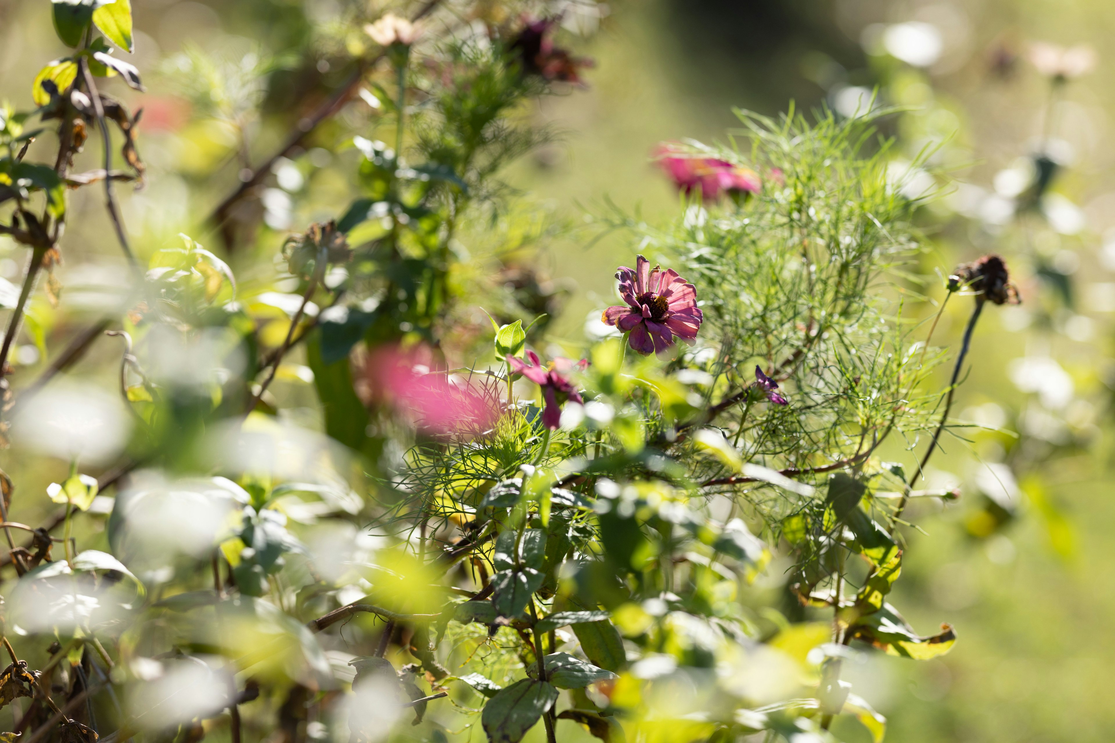 色とりどりの花が咲く緑豊かな植物の背景