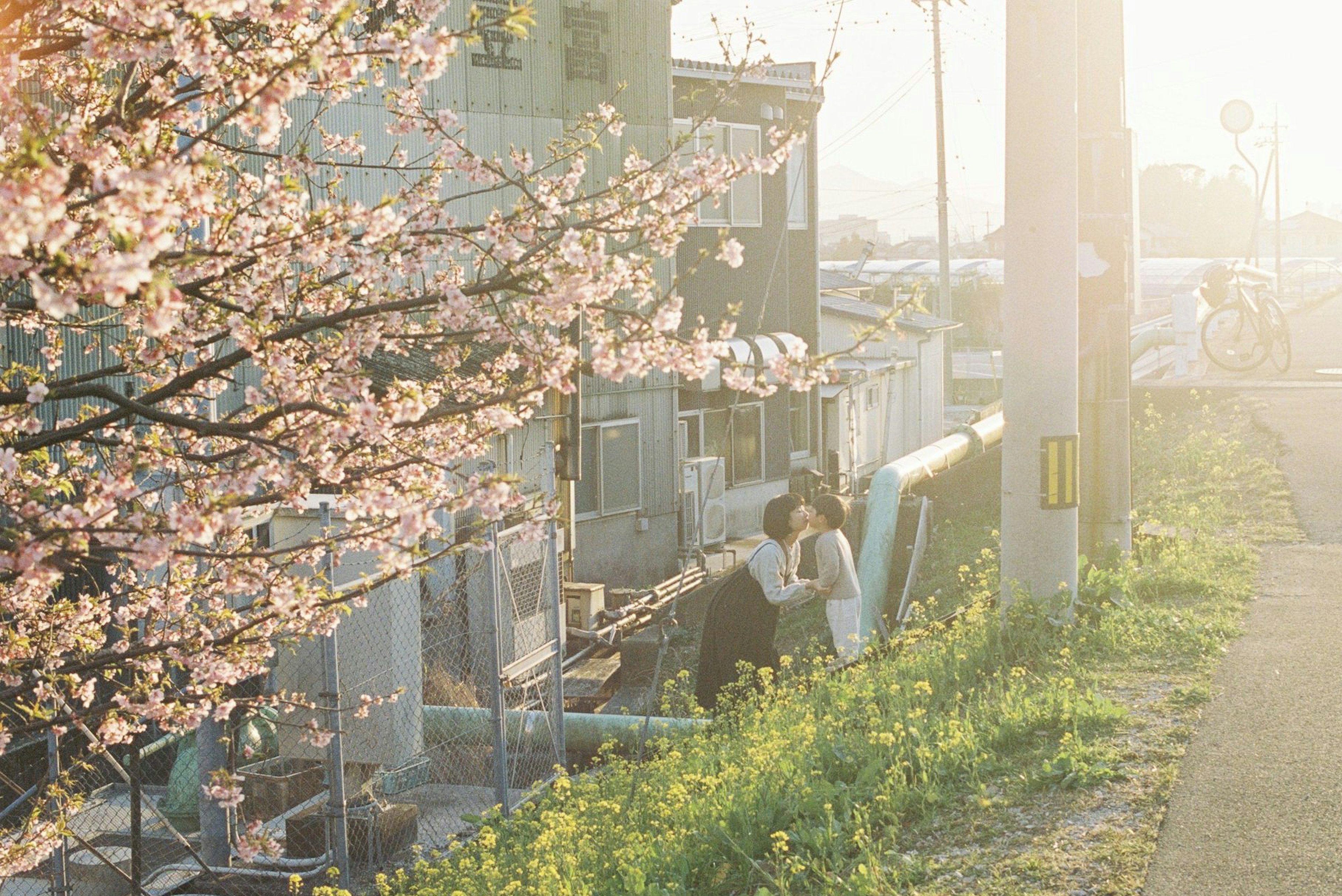 Seorang wanita muda bersantai di bawah pohon sakura dengan cahaya matahari terbenam yang lembut