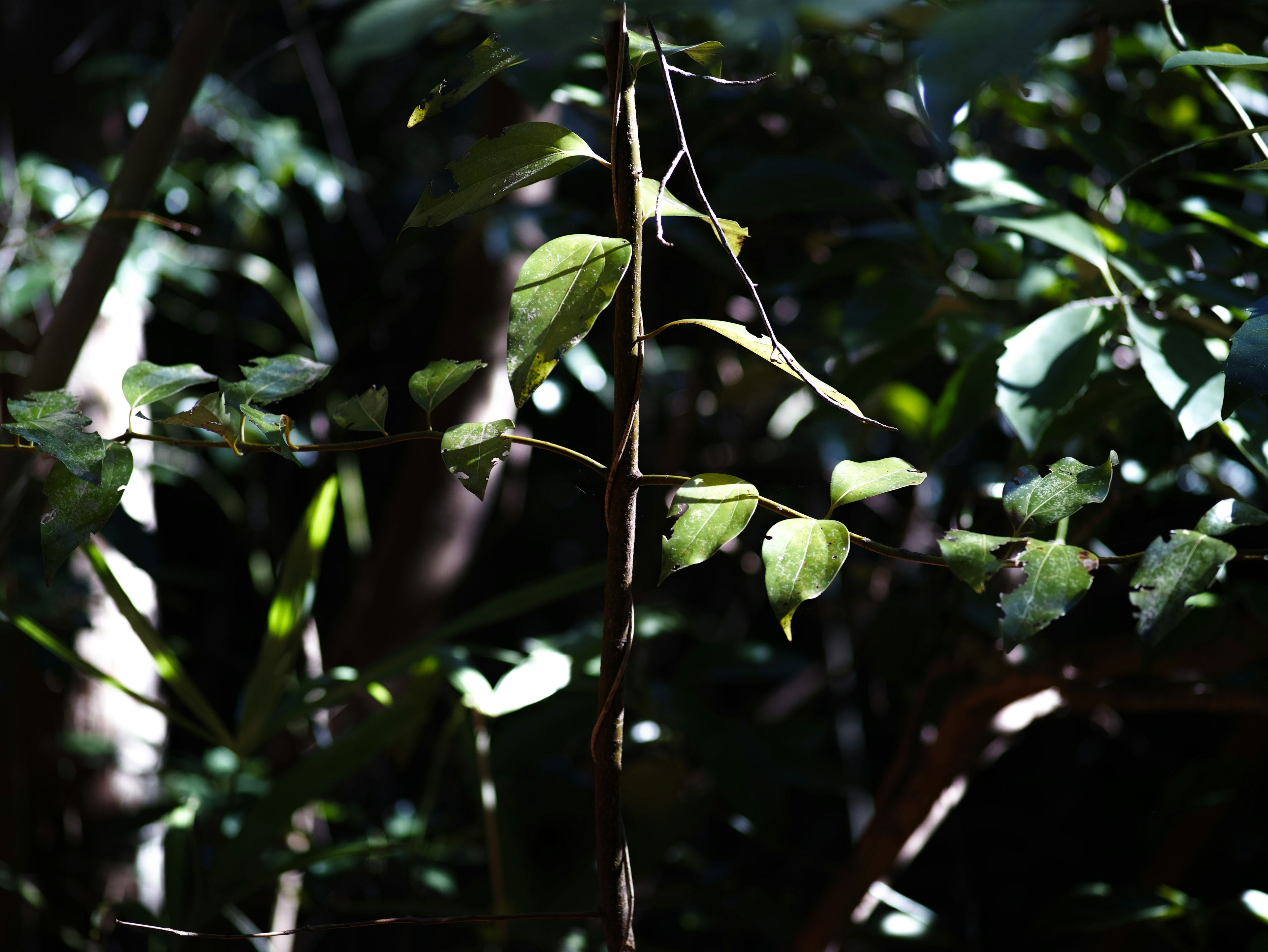 Nahaufnahme von grünen Blättern in einem dunklen Wald