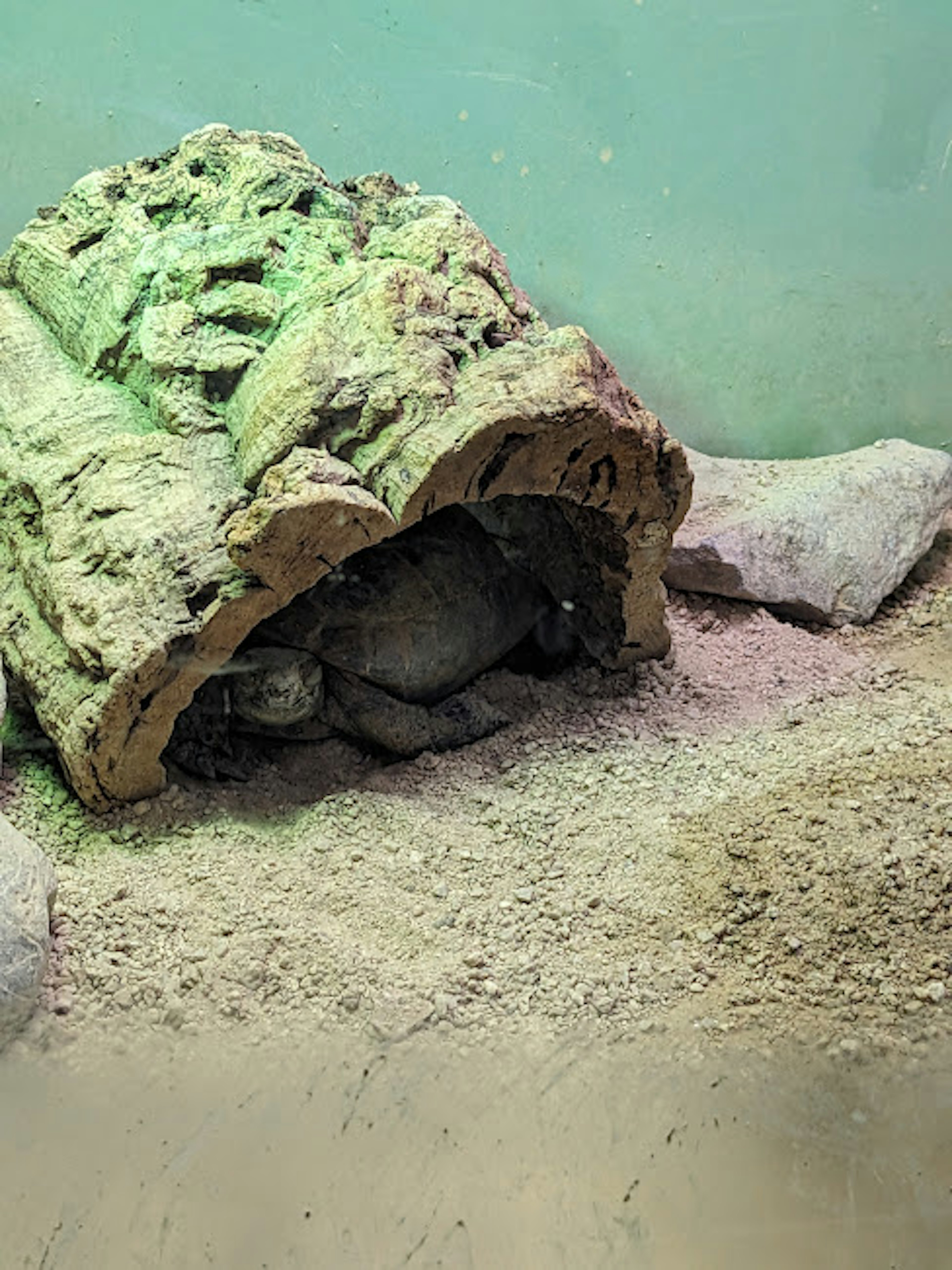 Eine Schildkröte versteckt sich in einem Baumstamm mit Sand und Steinen drumherum