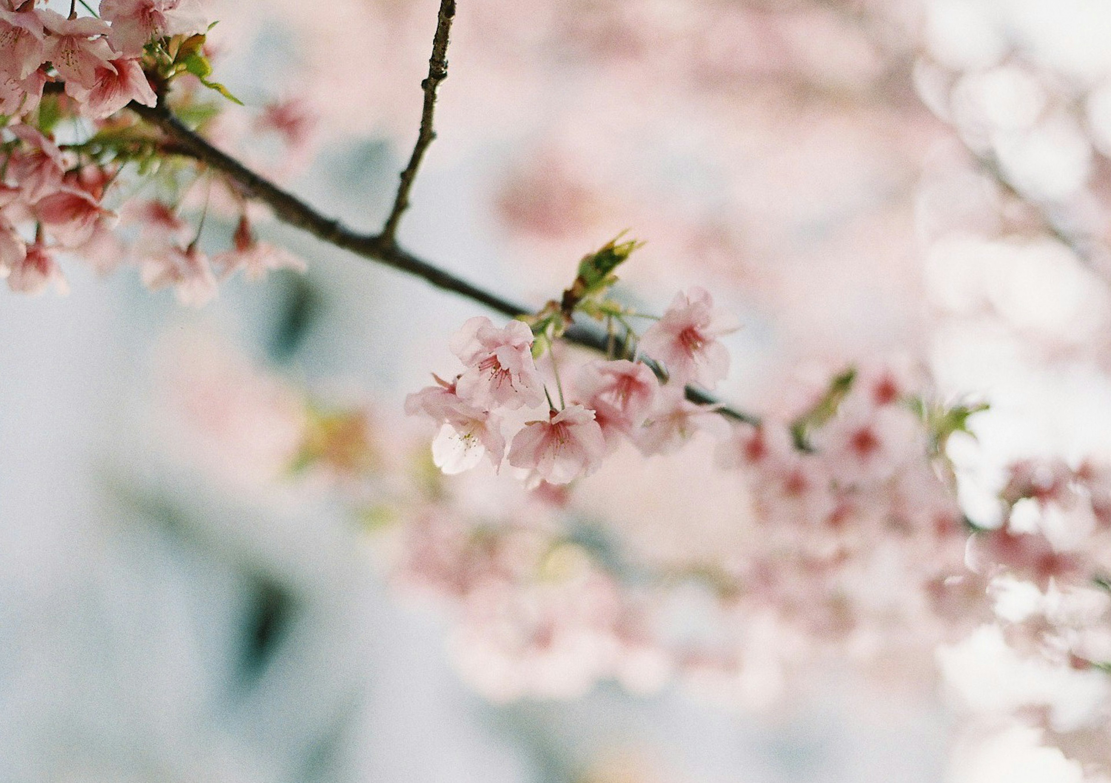 Close-up bunga sakura di cabang