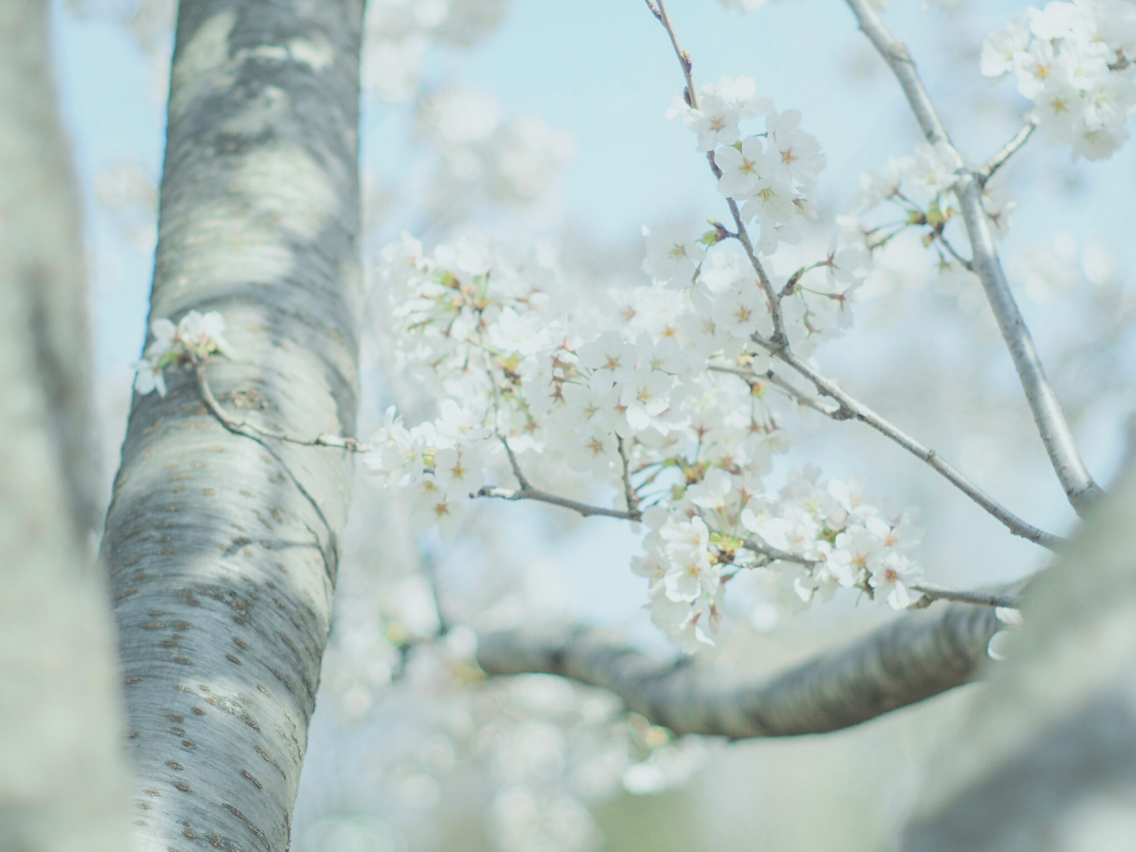 Close-up of tree trunk with blooming white flowers