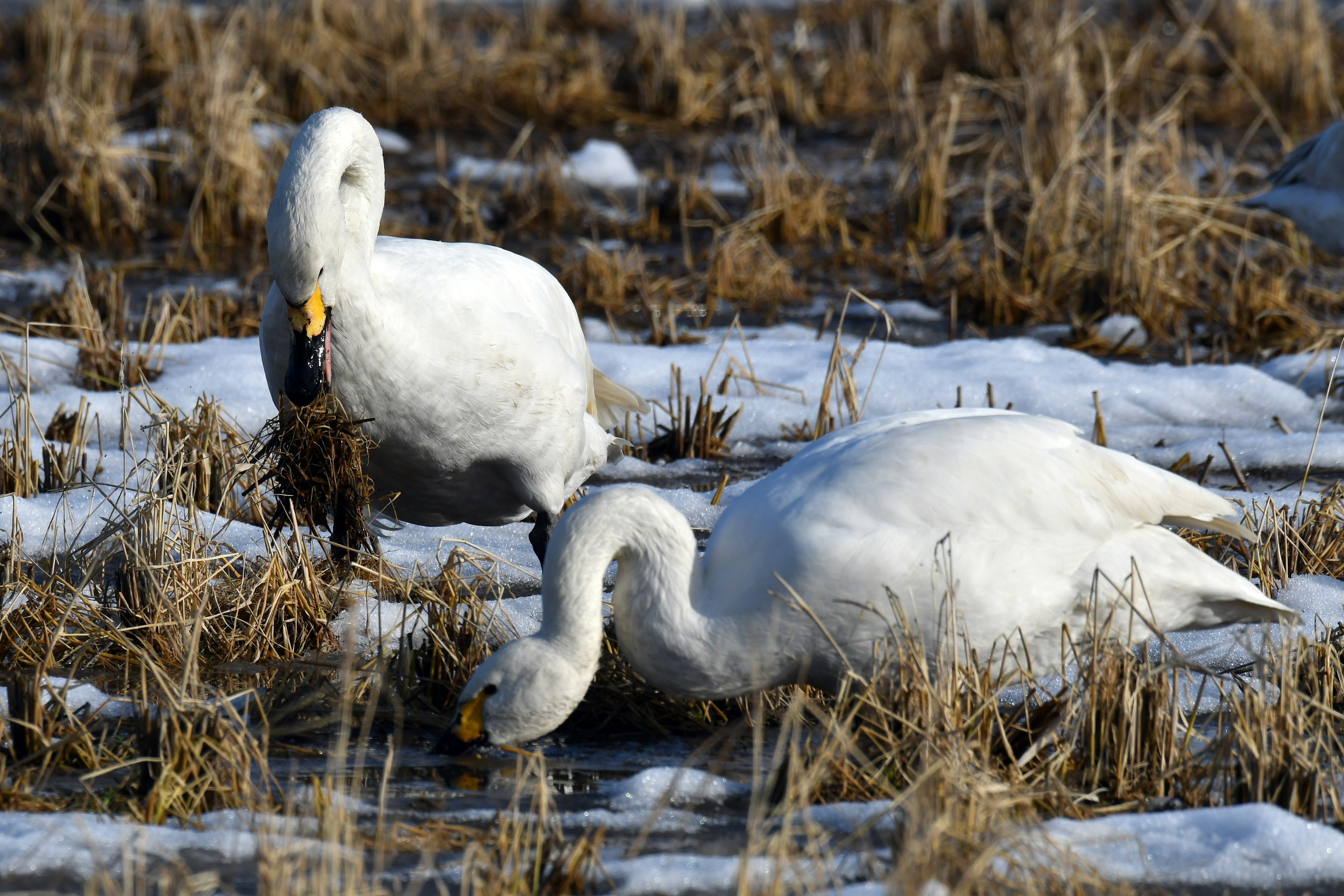 Pair of swans foraging on snow-covered ground