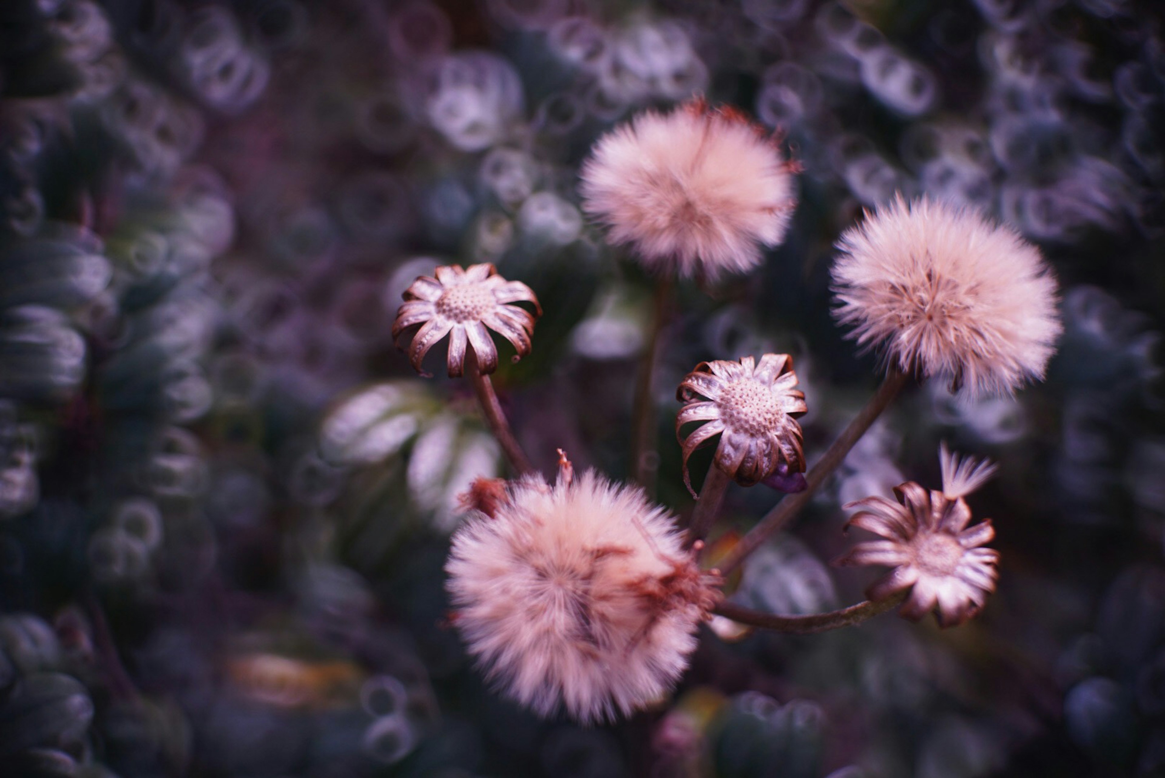 Fiori soffici raggruppati su uno sfondo viola tenue