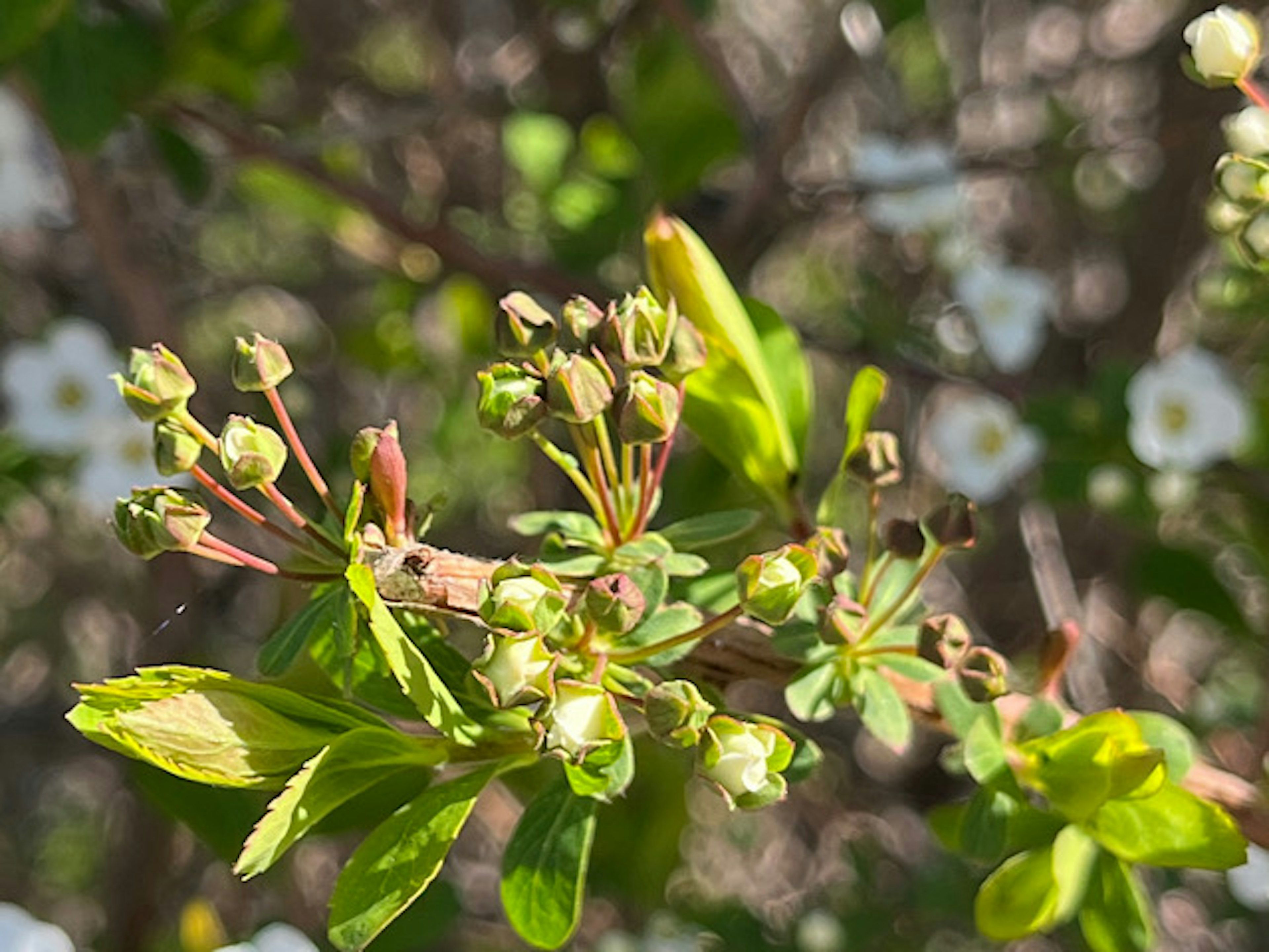 Gros plan d'une plante avec des feuilles vertes et des bourgeons