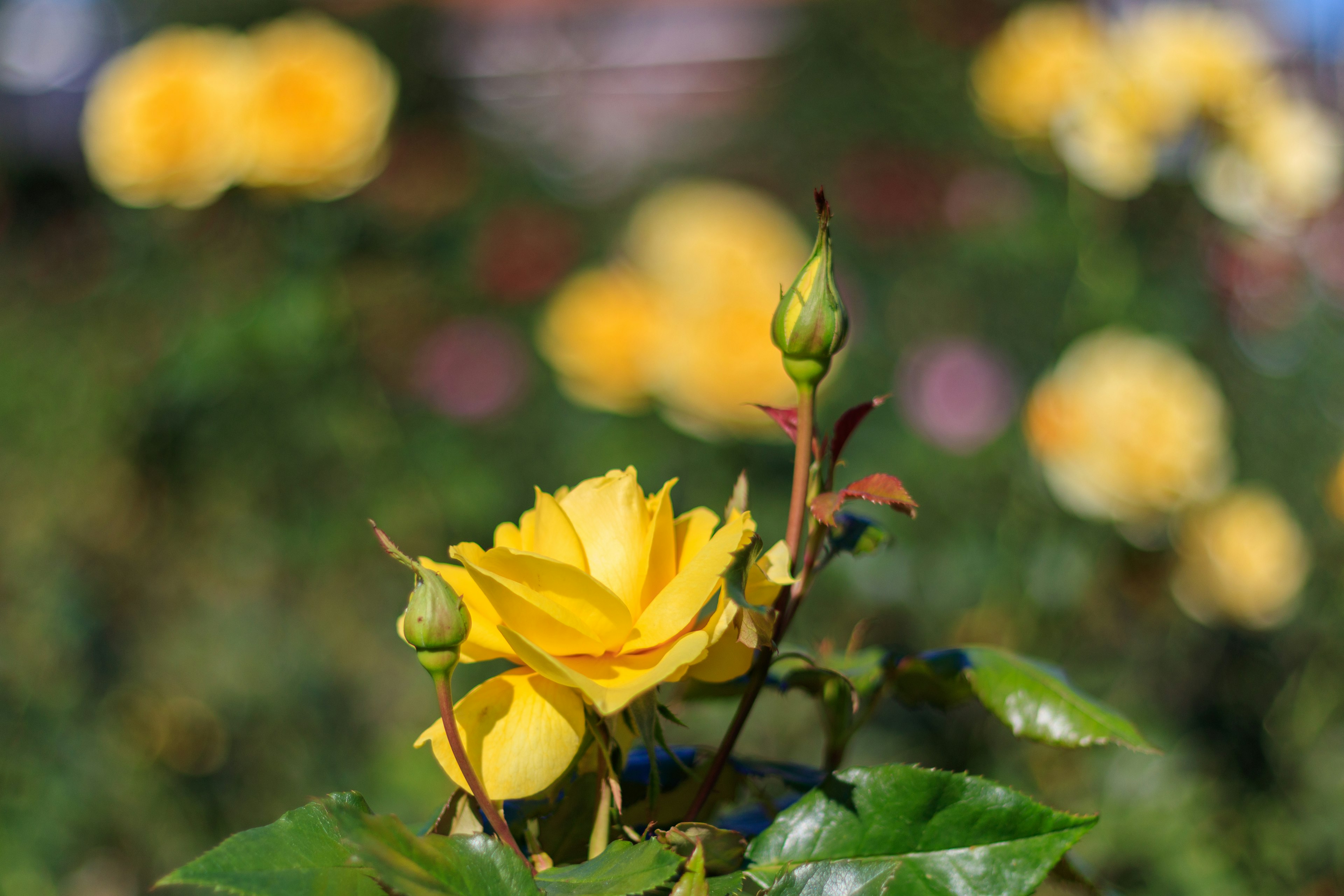 A vibrant yellow rose in focus with green leaves and a bud in a blurred garden background