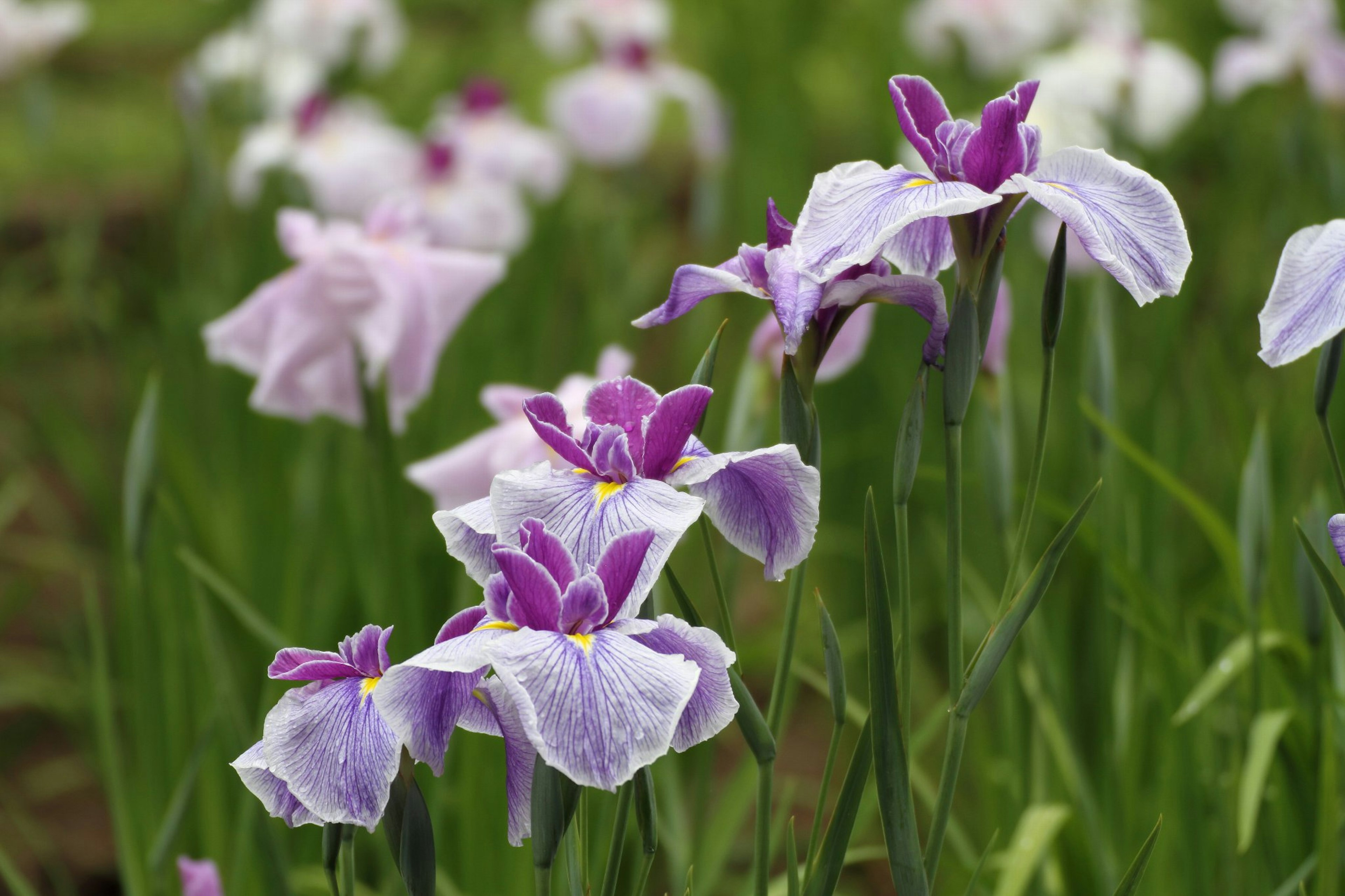 Fleurs magnifiques violettes et blanches fleurissant dans un cadre verdoyant