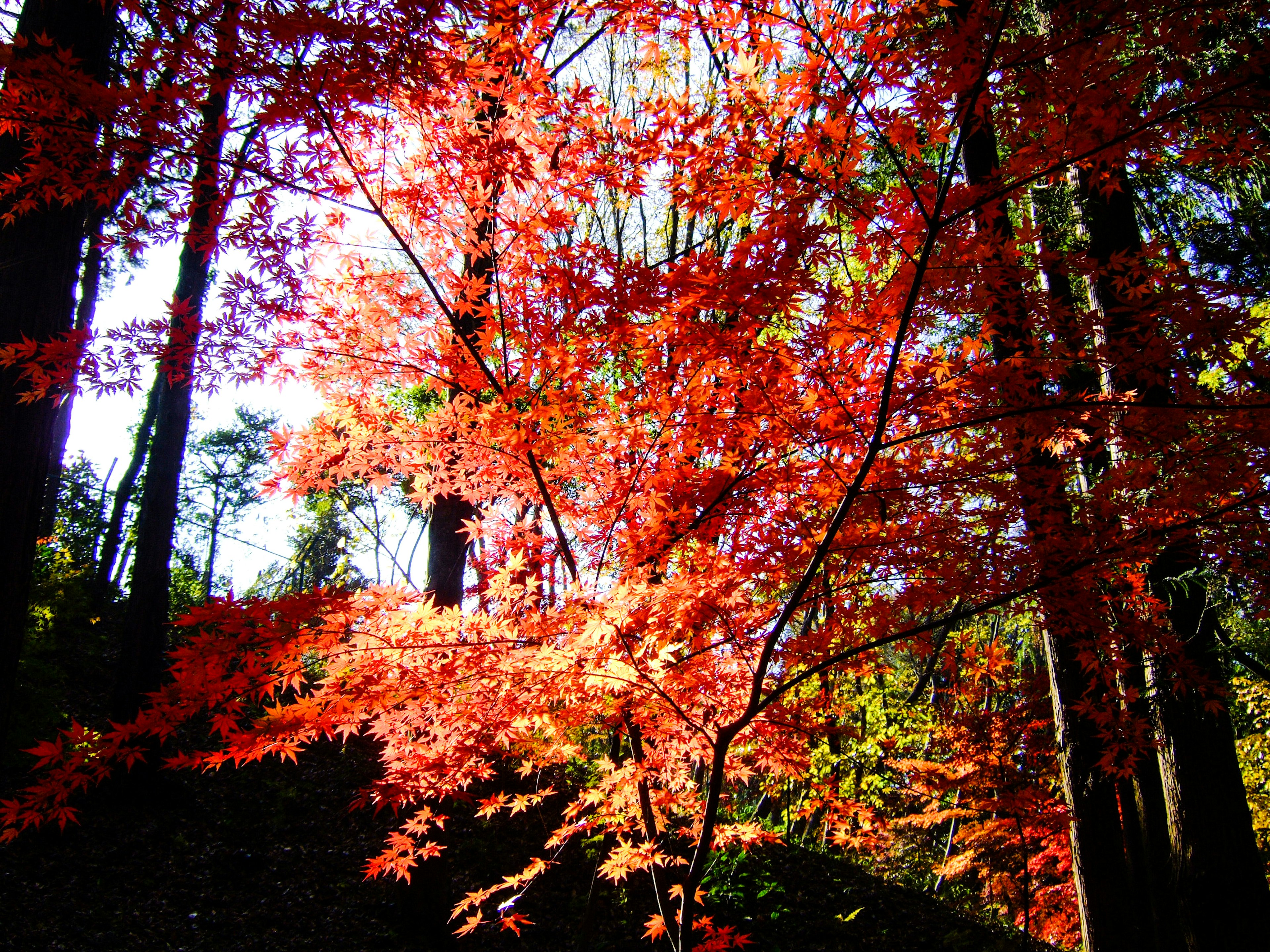 Daun maple merah yang cerah dalam pengaturan hutan