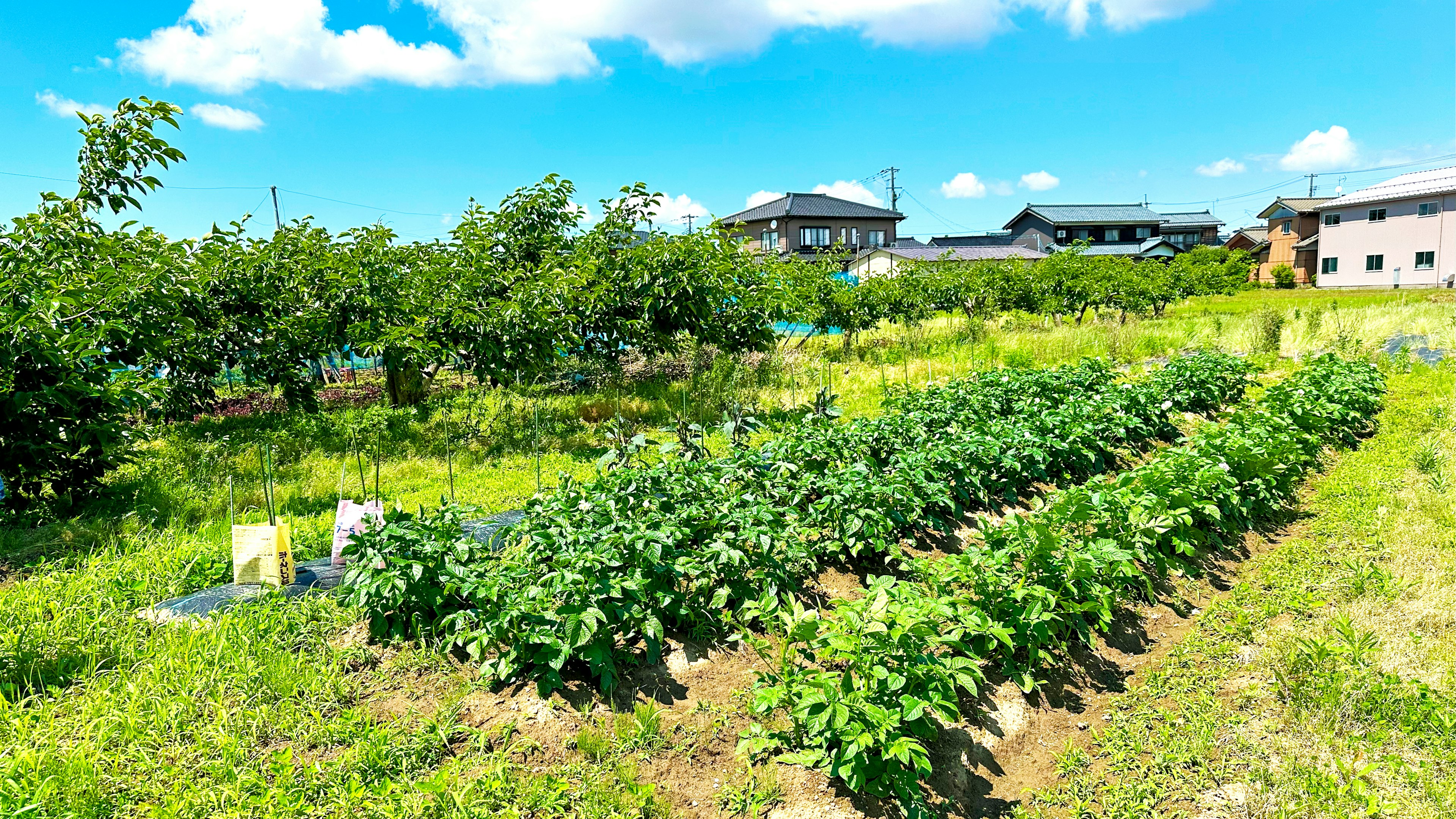 青空の下の畑に広がる野菜畑と果樹