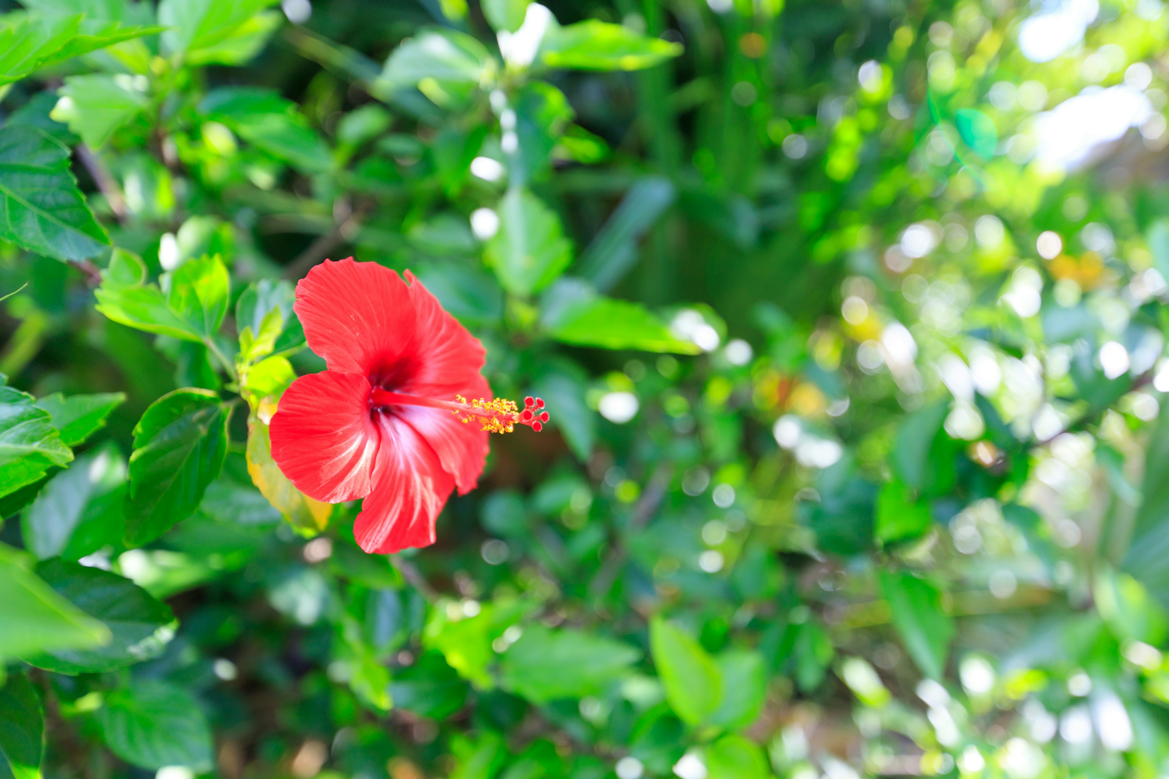 鮮やかな赤いハイビスカスの花が緑の葉の中に咲いている