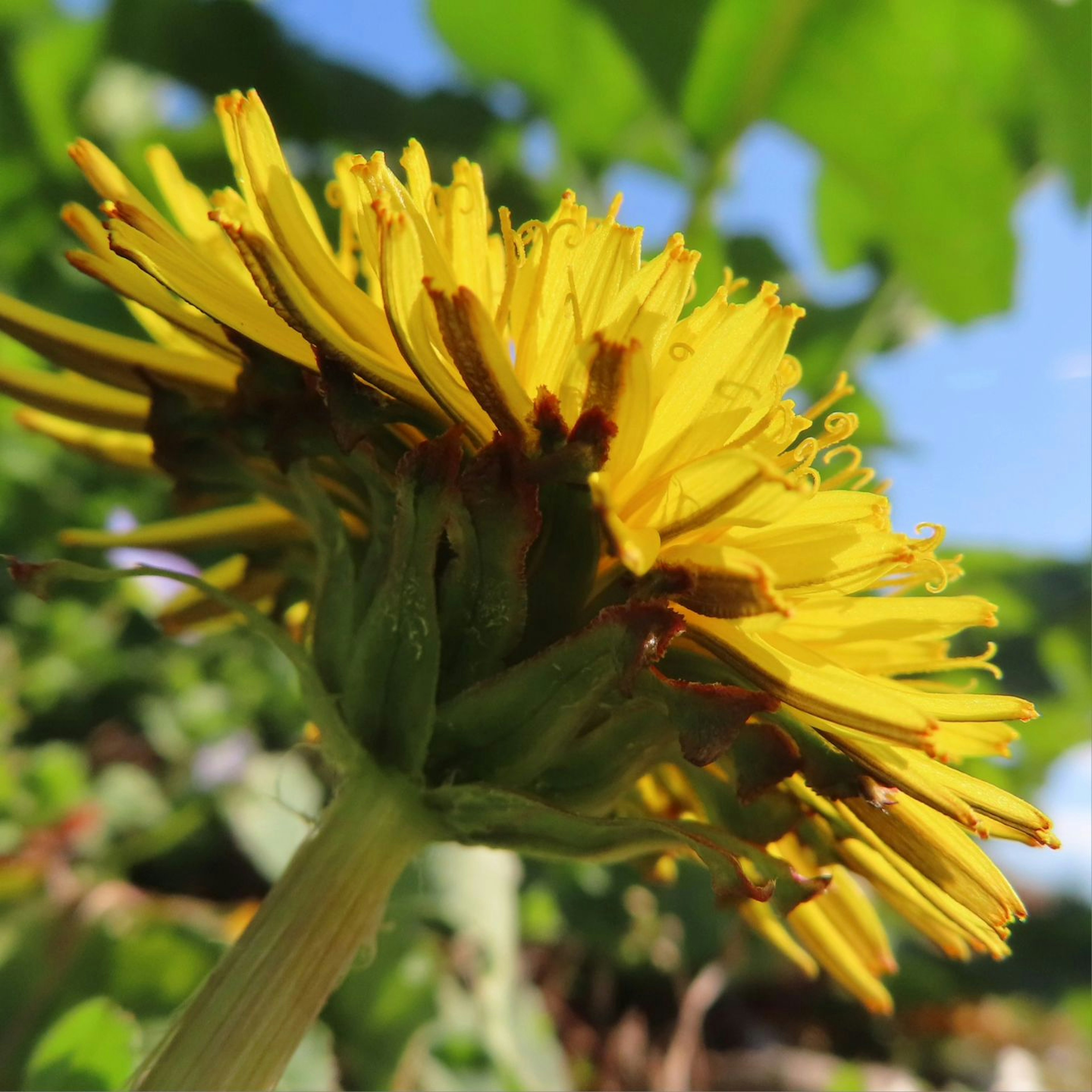 Nahaufnahme einer gelben Löwenzahnblume von unten