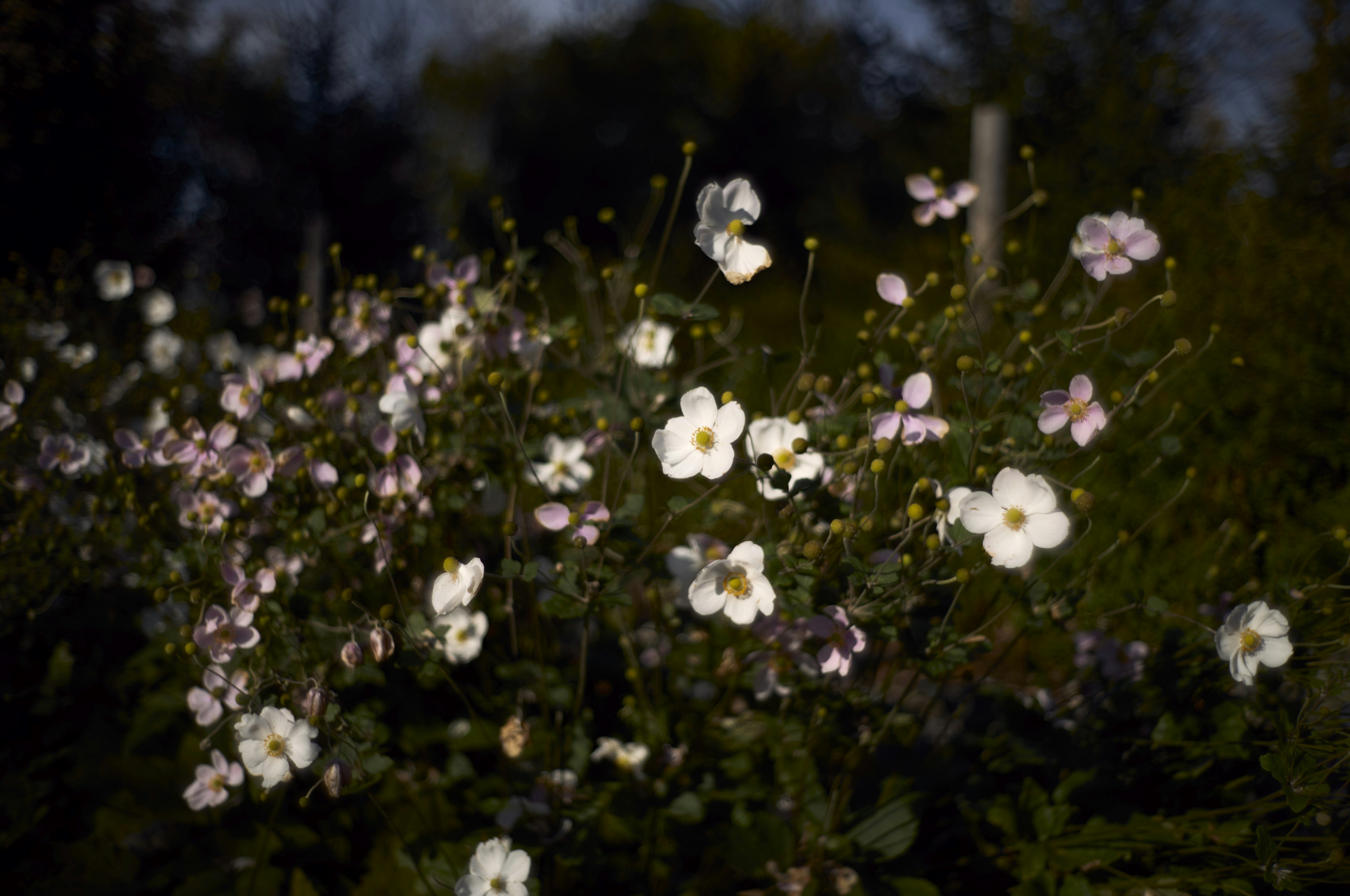 Close-up of white flowers blooming against a dark background