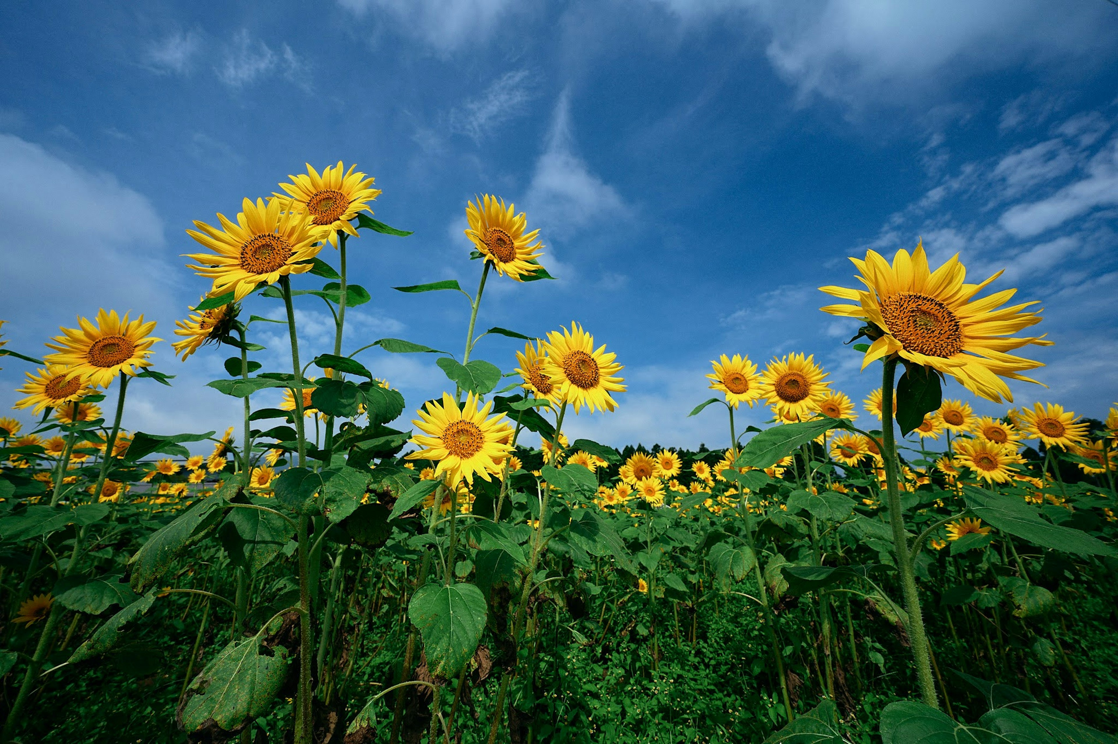 Campo de girasoles bajo un cielo azul brillante