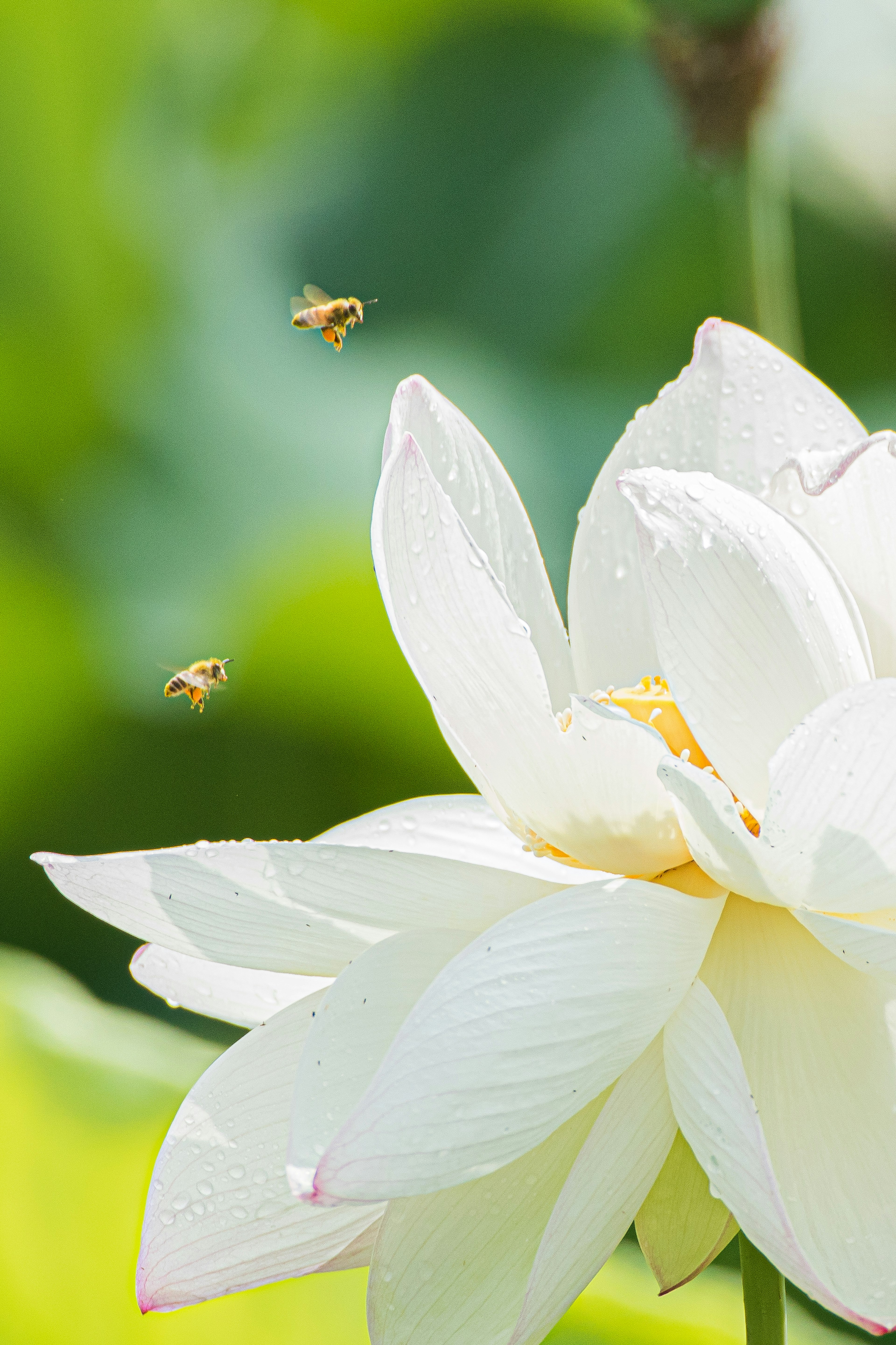 Eine weiße Lotusblume mit Bienen, die herumfliegen