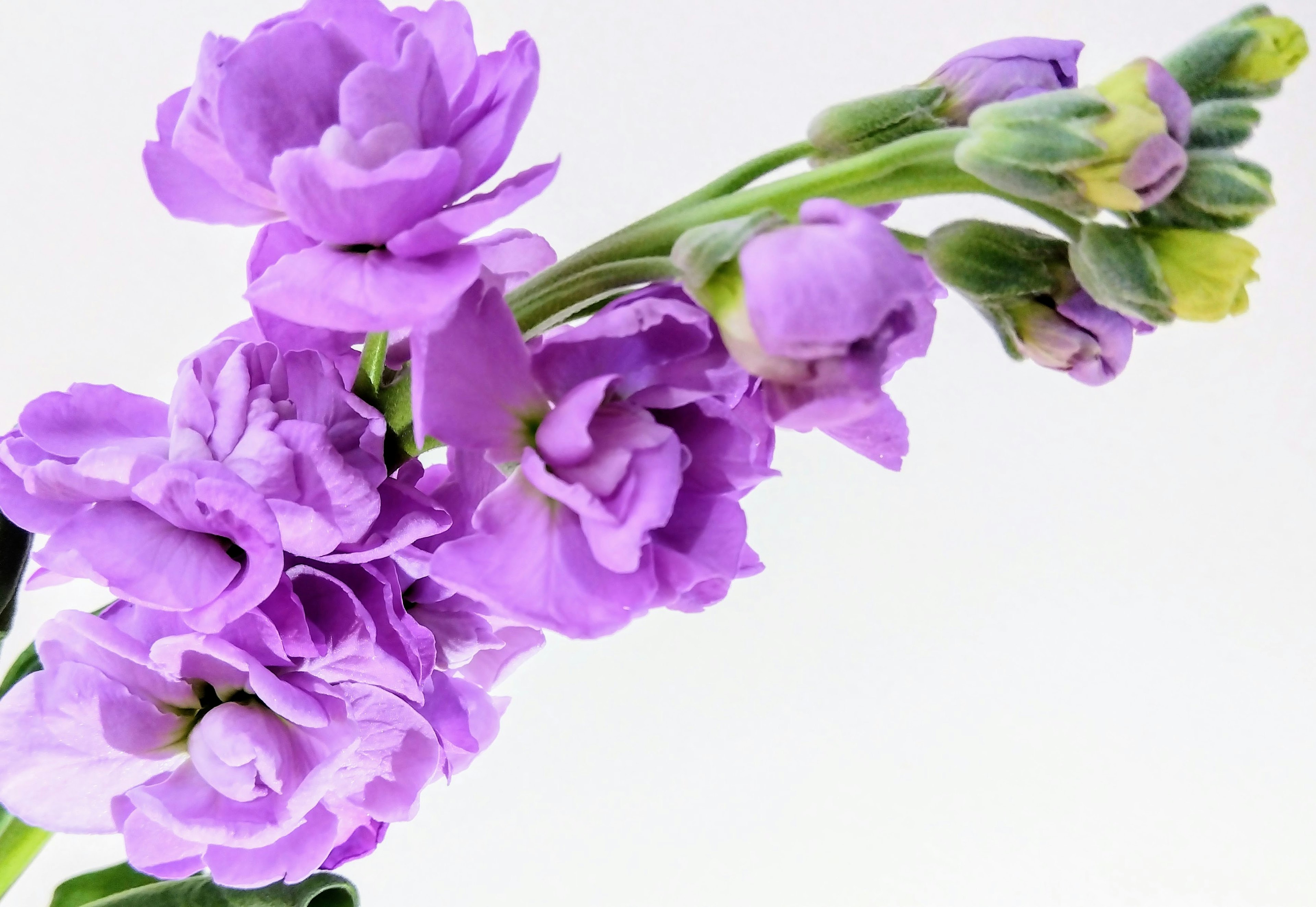 Acercamiento a flores moradas vibrantes en un tallo