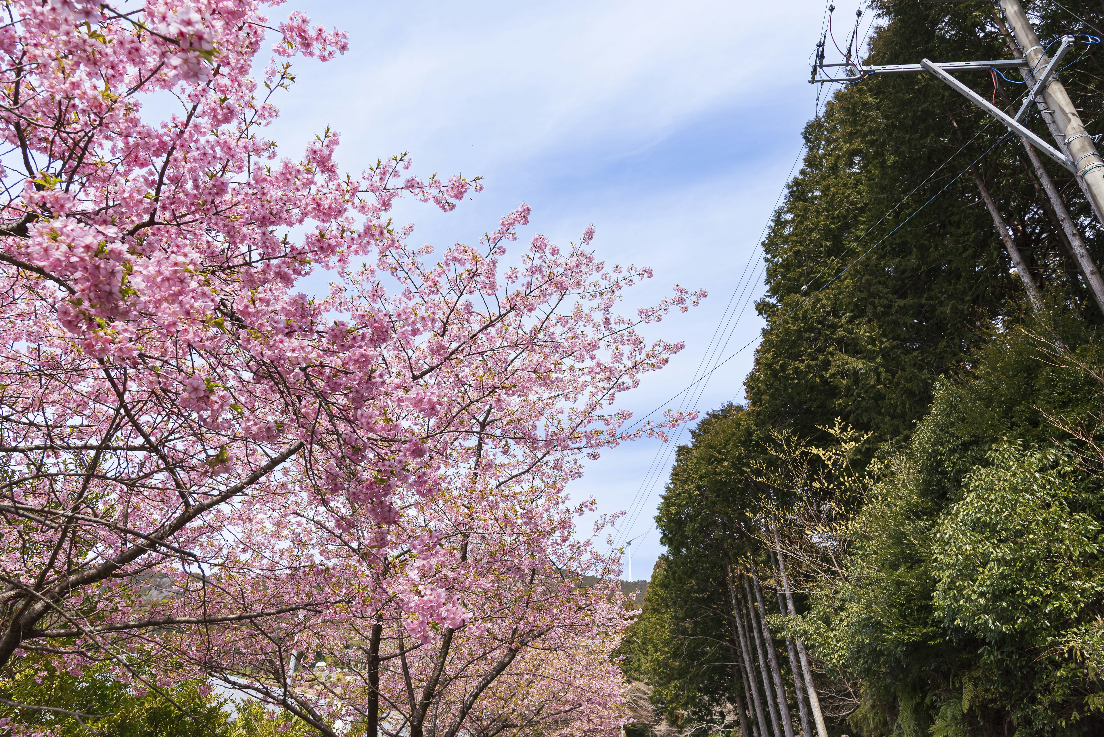 Kirschblütenbäume im Frühling neben einem üppigen Wald