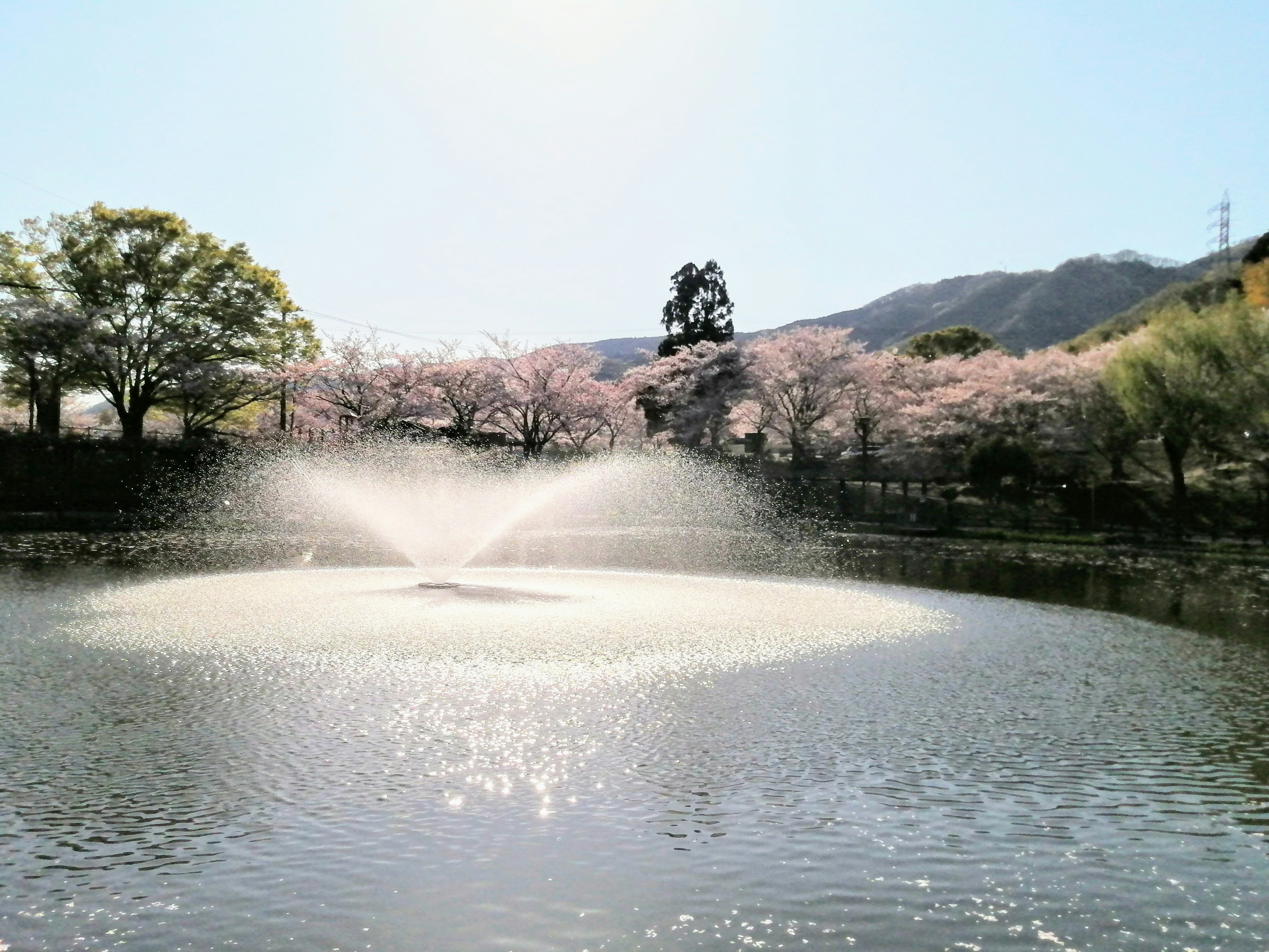 Une vue pittoresque d'un étang avec une fontaine au centre entourée d'arbres en fleurs