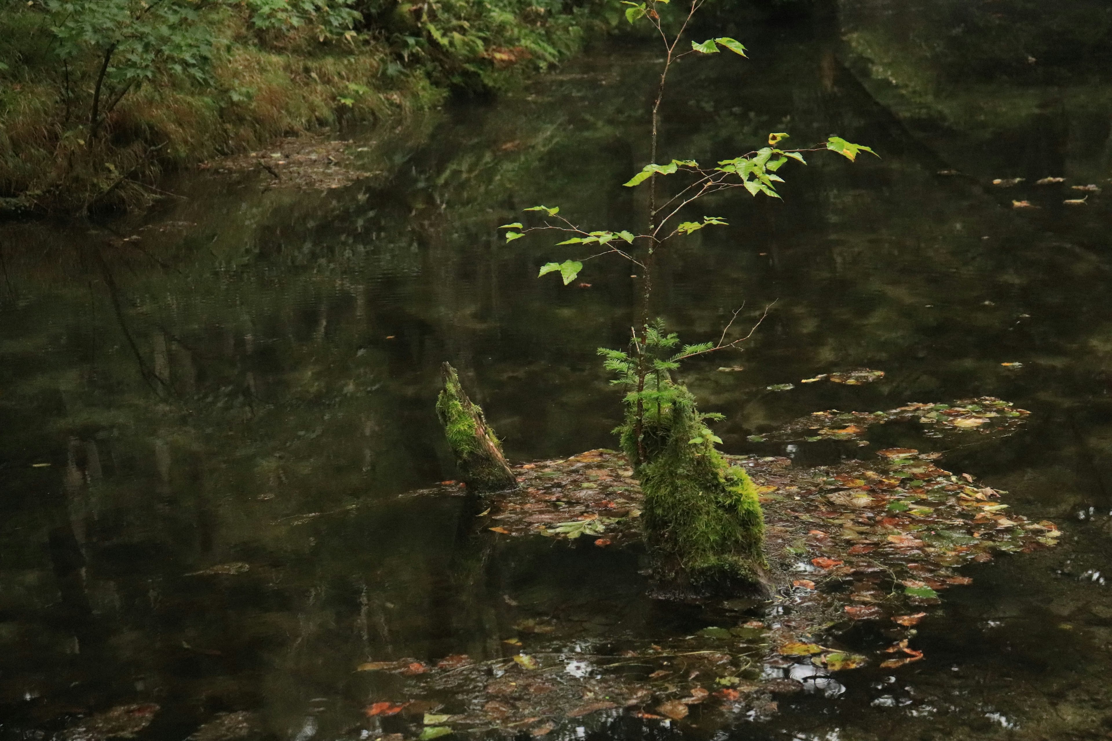 Un piccolo albero riflesso nell'acqua circondato da fogliame verde