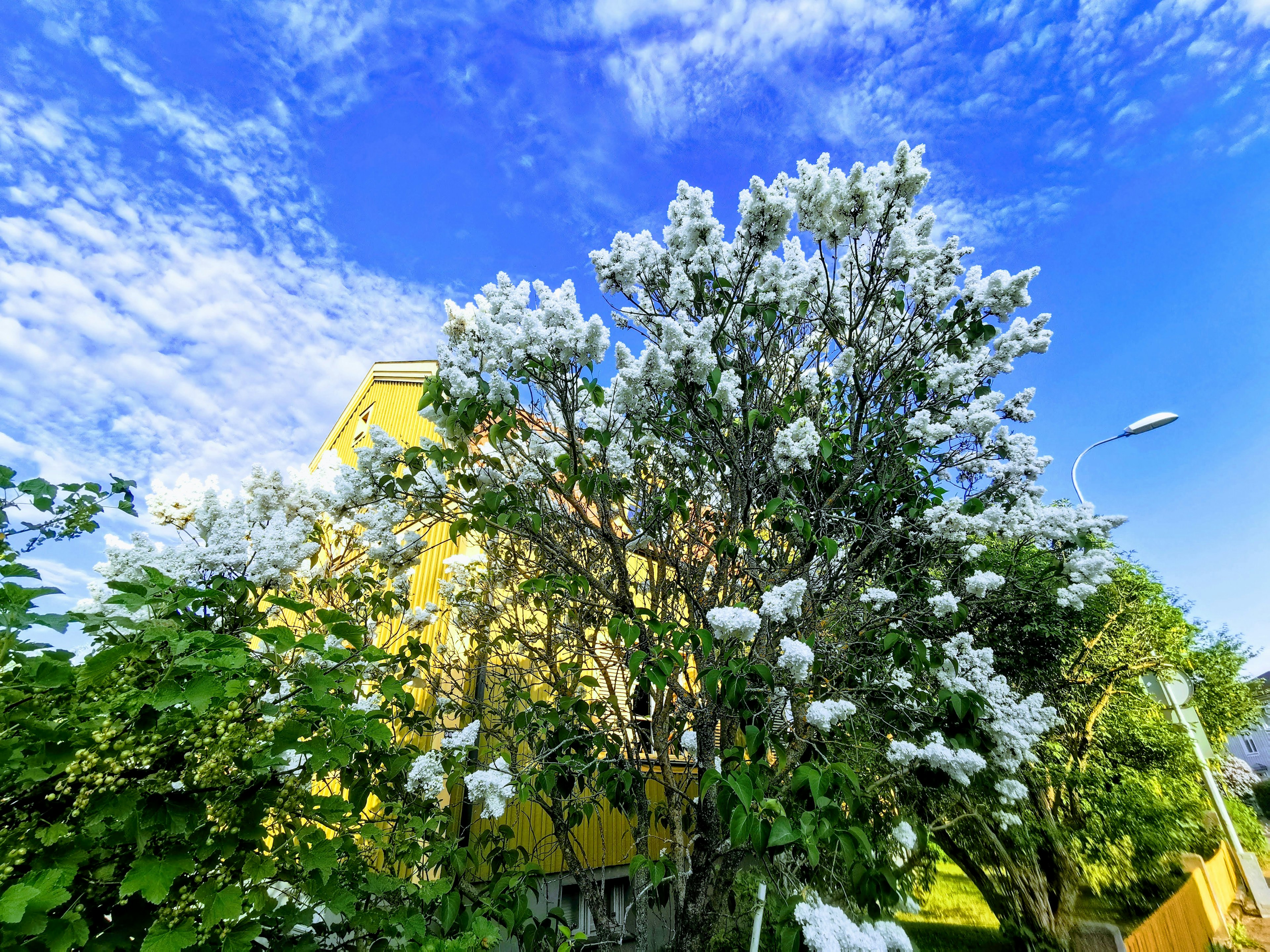 Un árbol en flor con flores blancas bajo un cielo azul y un edificio amarillo