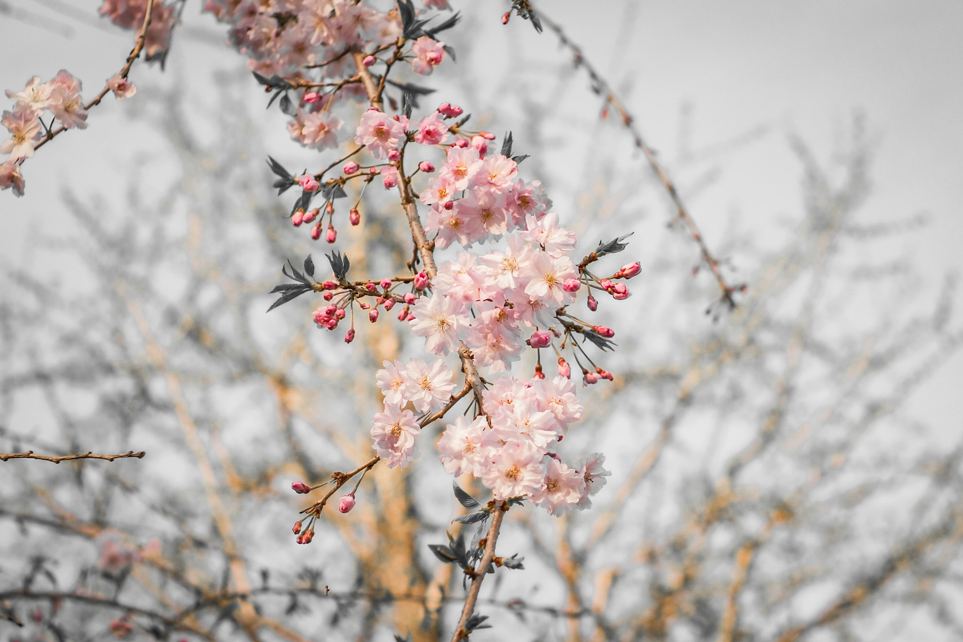 Primer plano de delicadas flores de cerezo en una rama de árbol