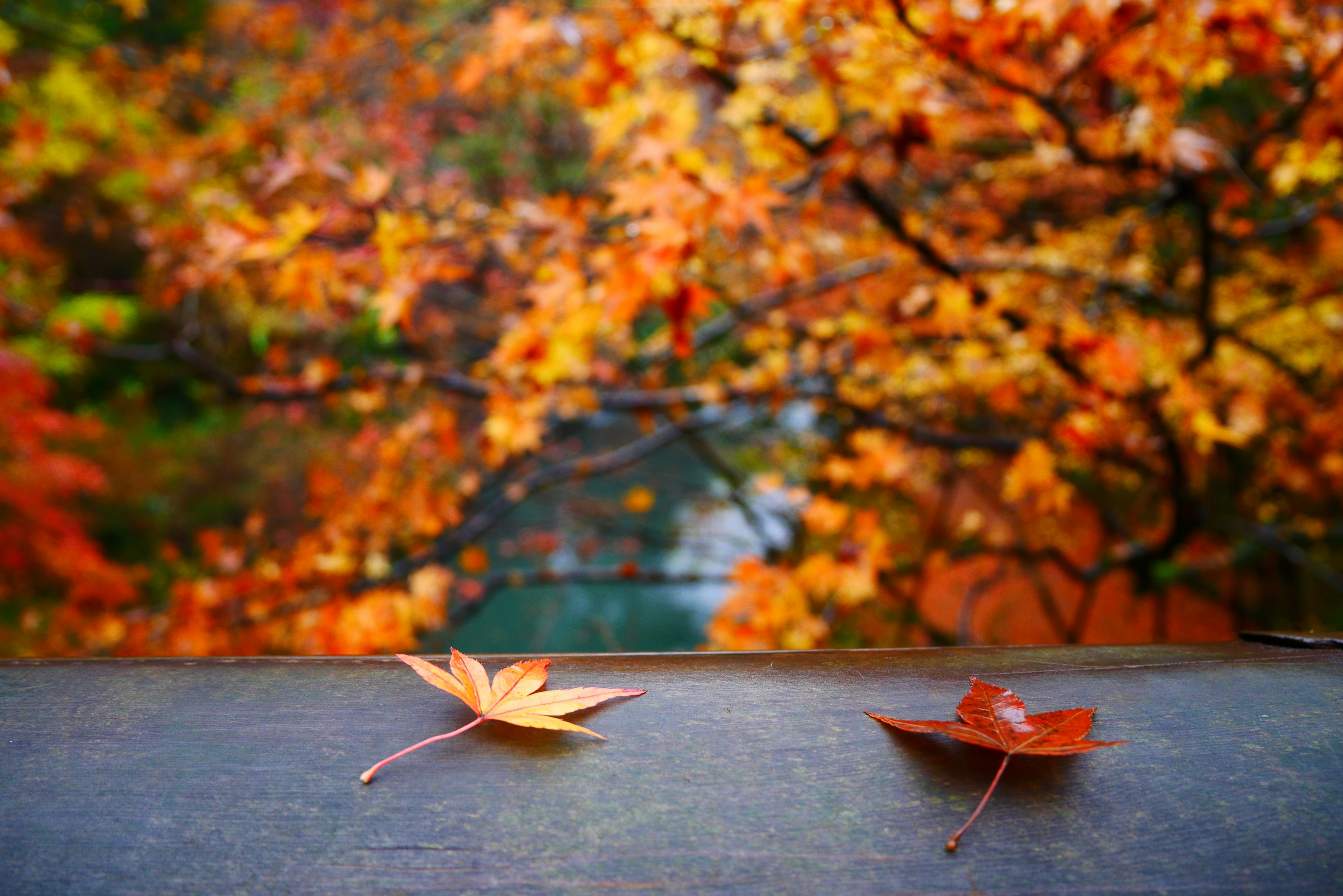 Close-up of autumn leaves on a wooden surface with a colorful blurred background