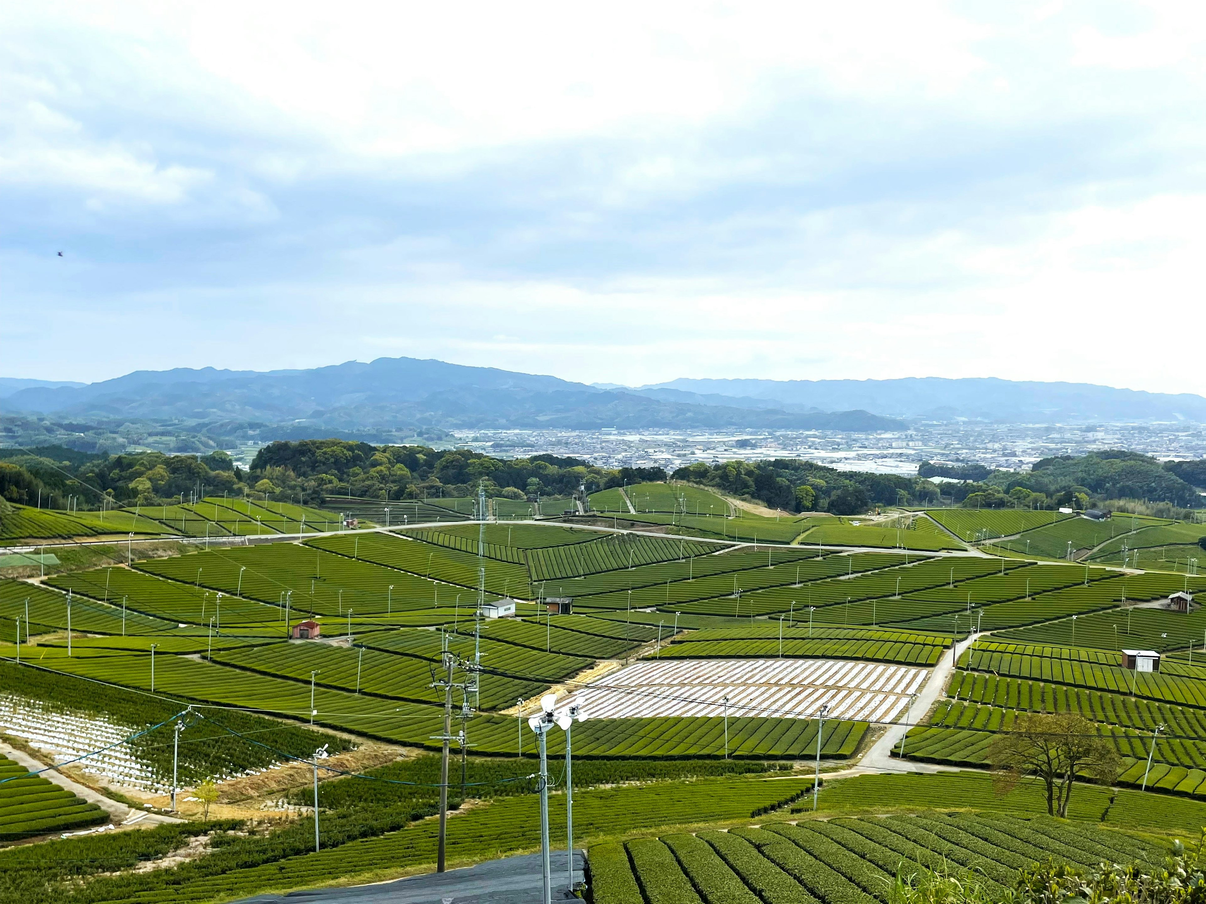 A beautiful landscape featuring green tea fields and rolling hills