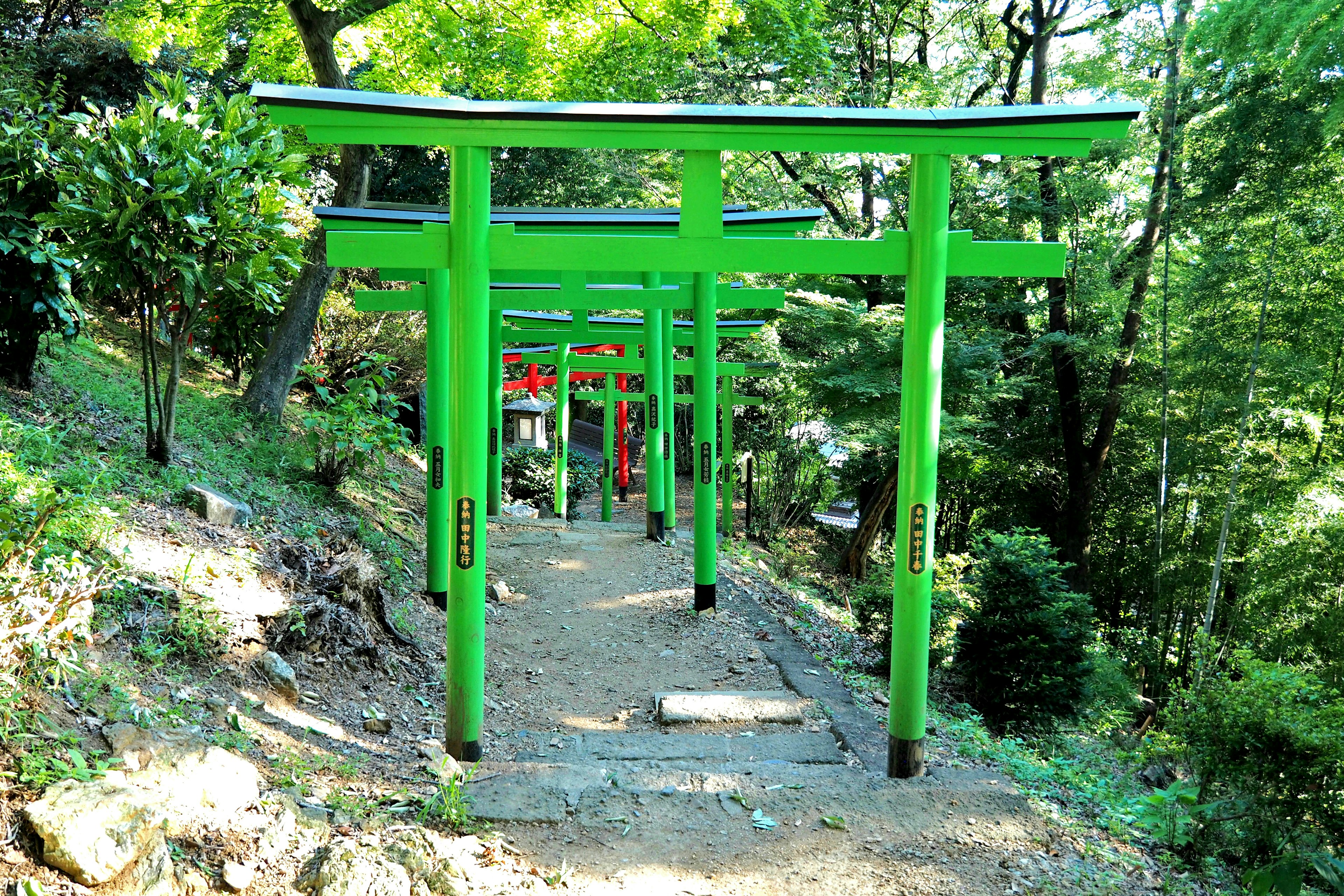 Jalan yang dikelilingi oleh gerbang torii hijau cerah di hutan