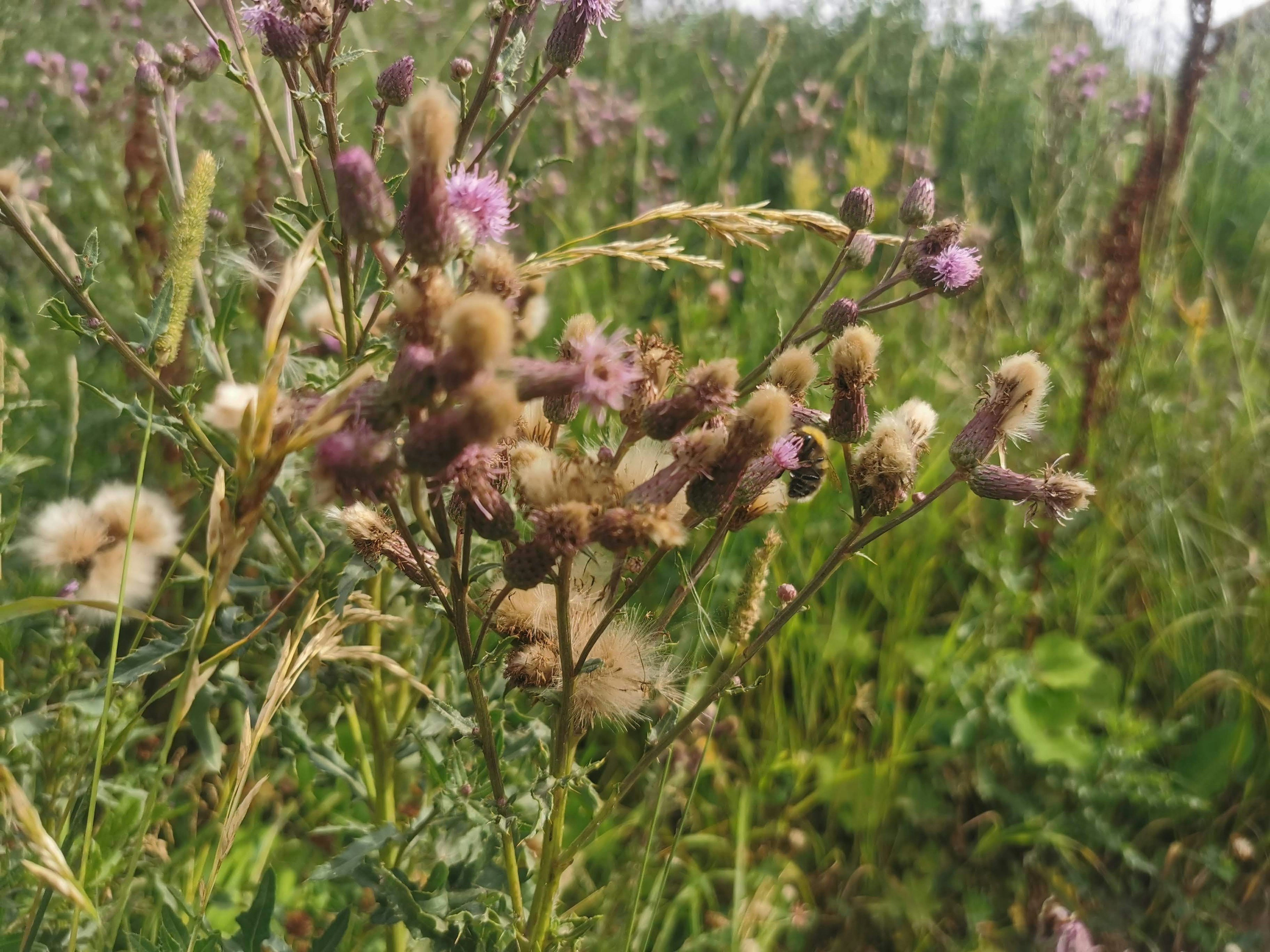 Plants with purple and white flowers in a grassy field