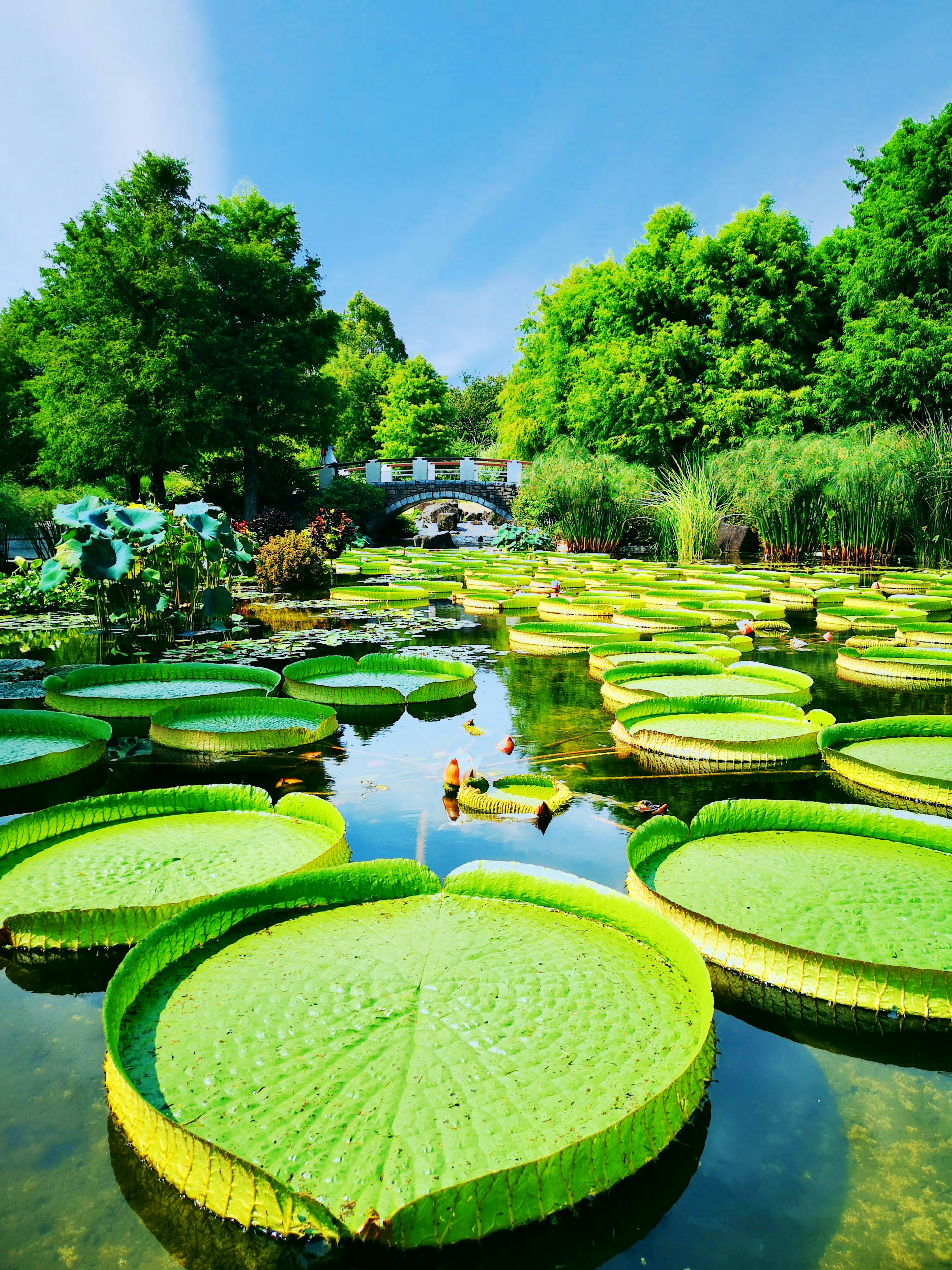 Étang avec de grandes feuilles de nénuphar vert sous un ciel bleu entouré d'une végétation luxuriante