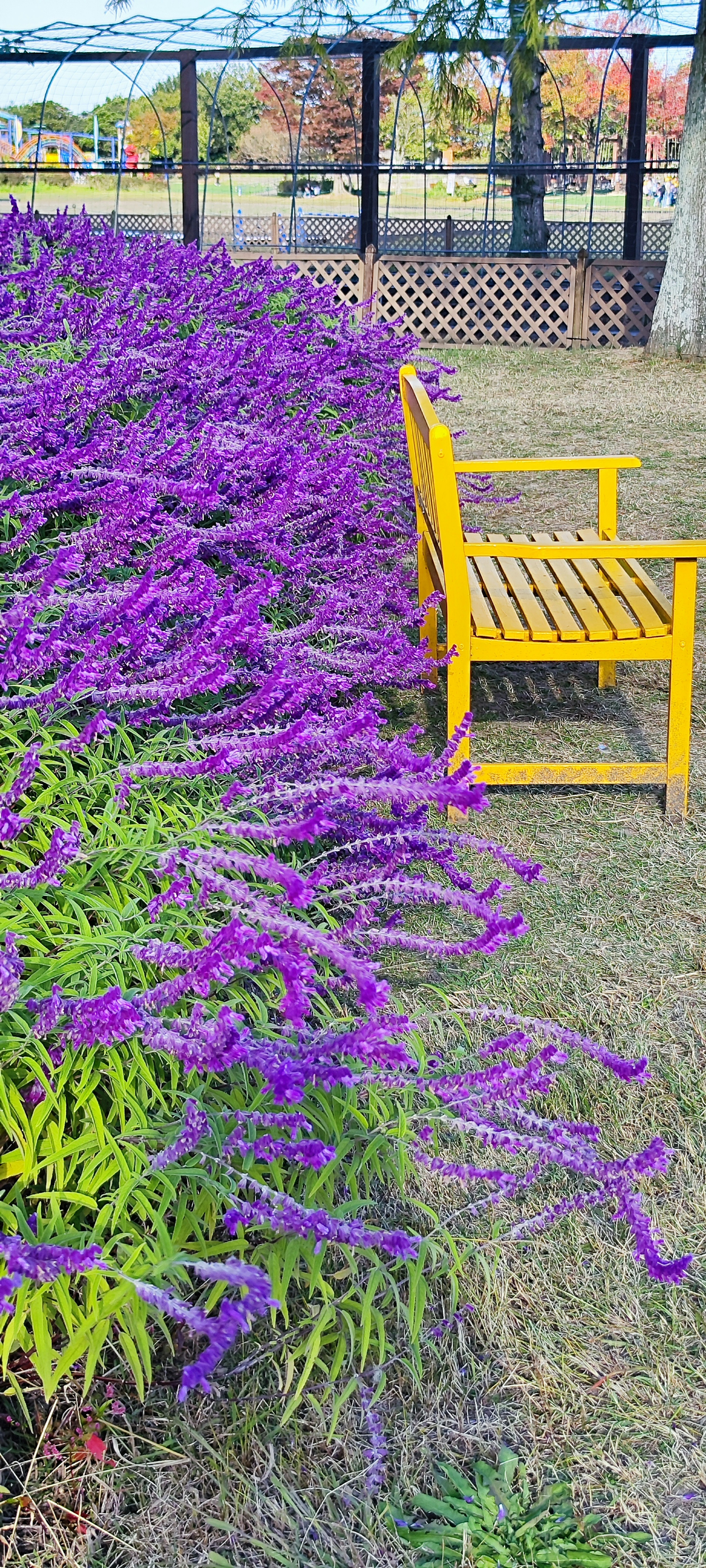 Banco amarillo al lado de flores moradas vibrantes en un jardín