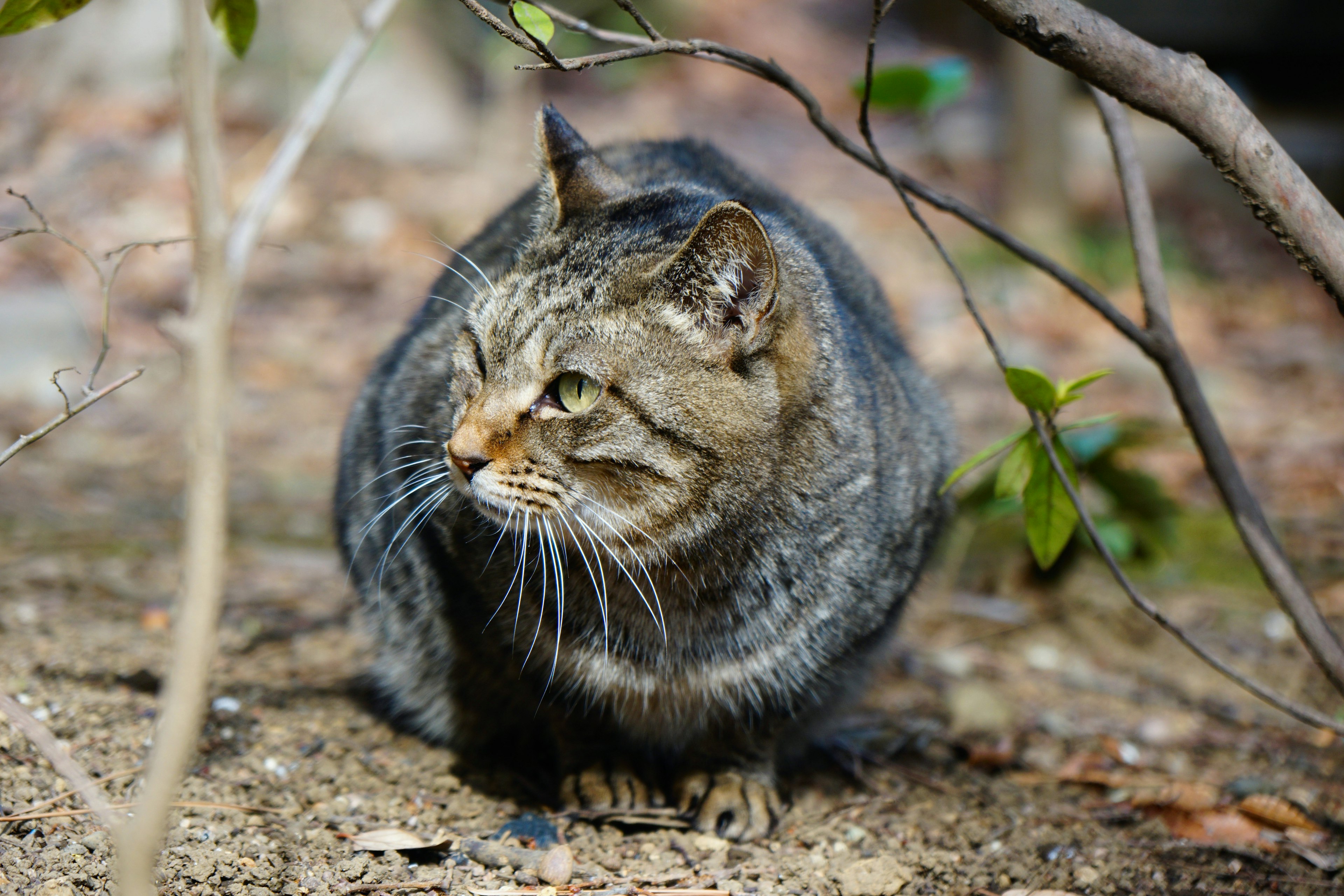 Un gato salvaje agazapado entre la vegetación