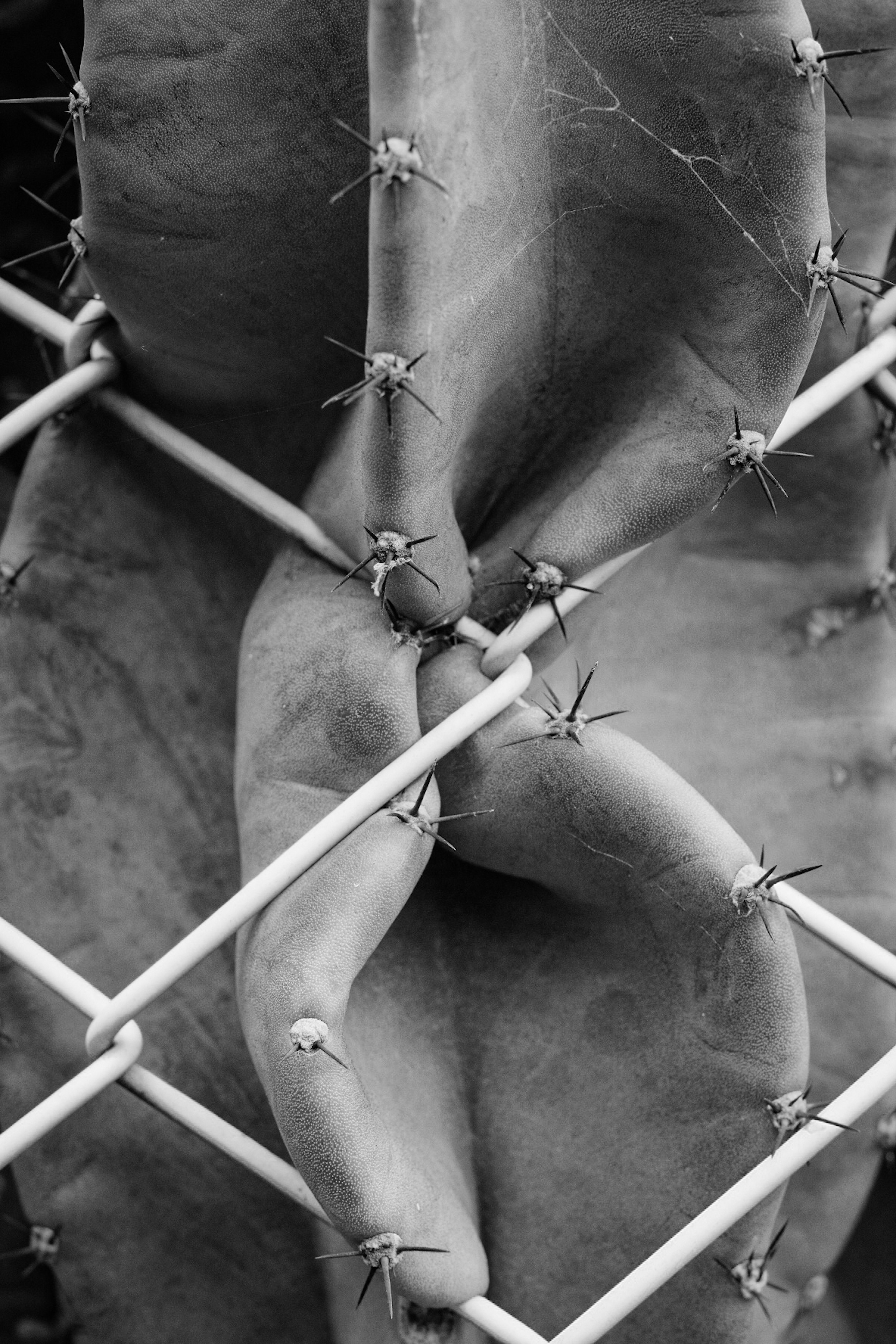 A close-up of intertwined cactus leaves and a metal fence in black and white