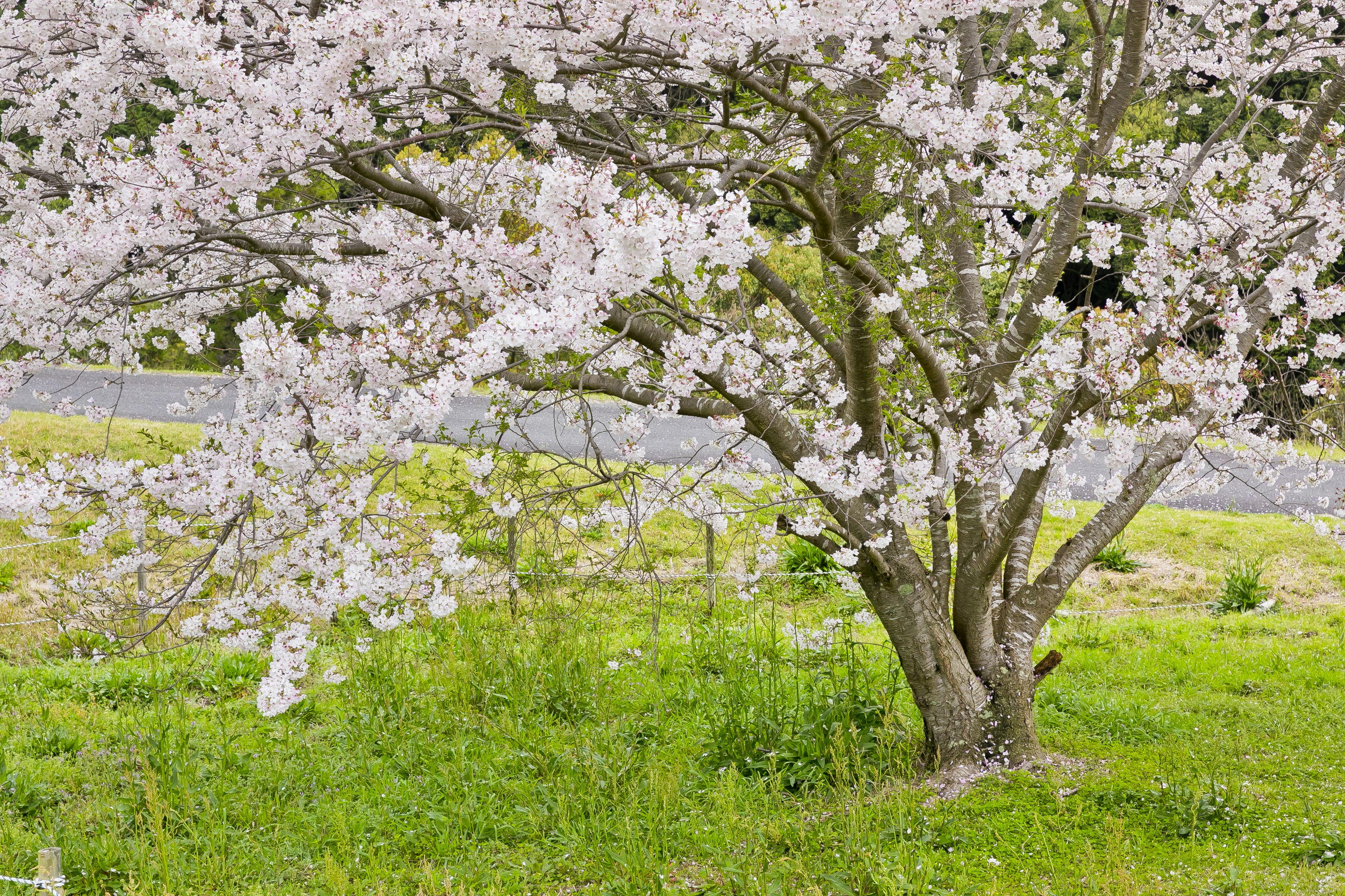 Un cerisier en fleurs dans une prairie verte avec des fleurs blanches