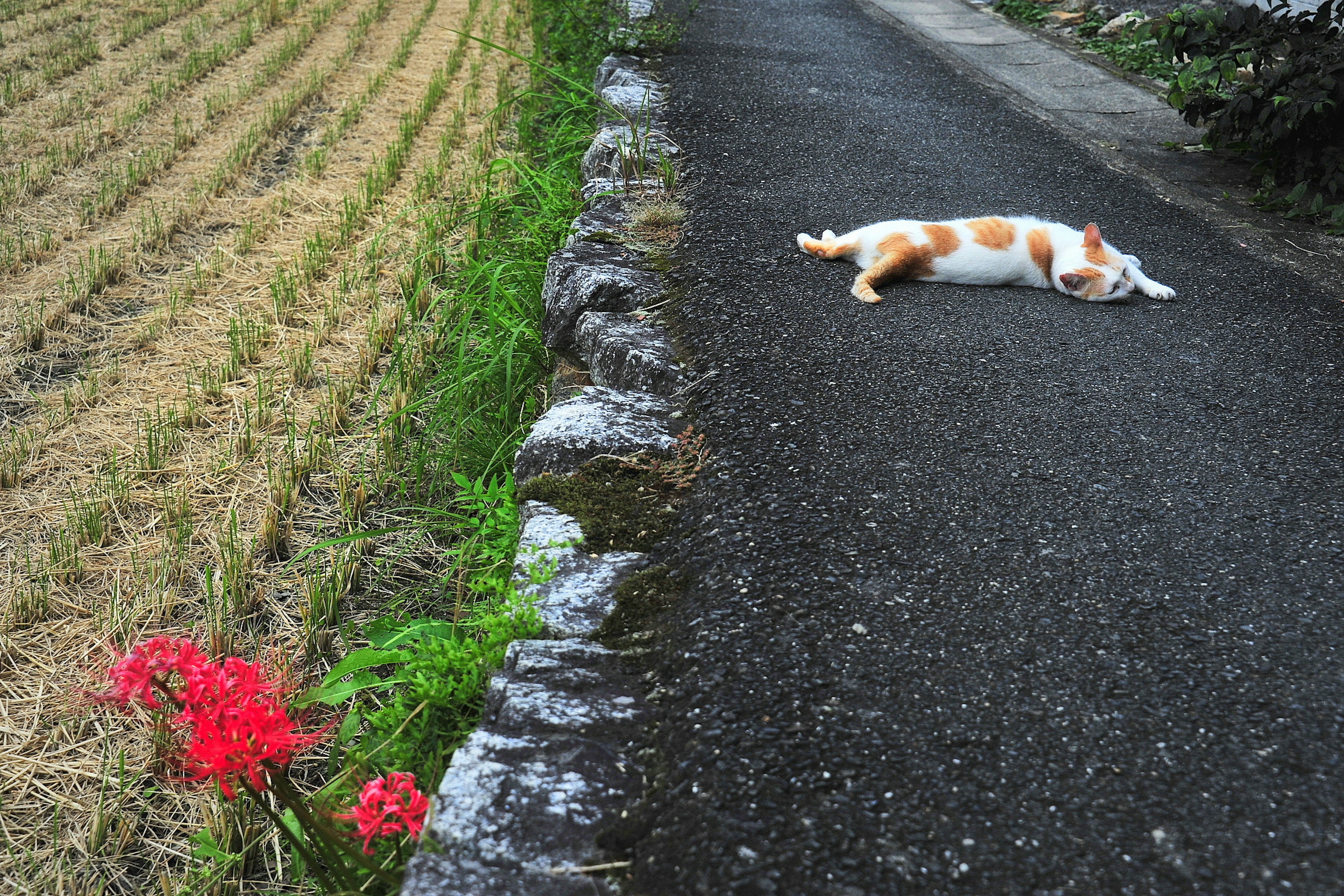 Eine orange-weiße Katze liegt auf der Straße mit roten Blumen in der Nähe