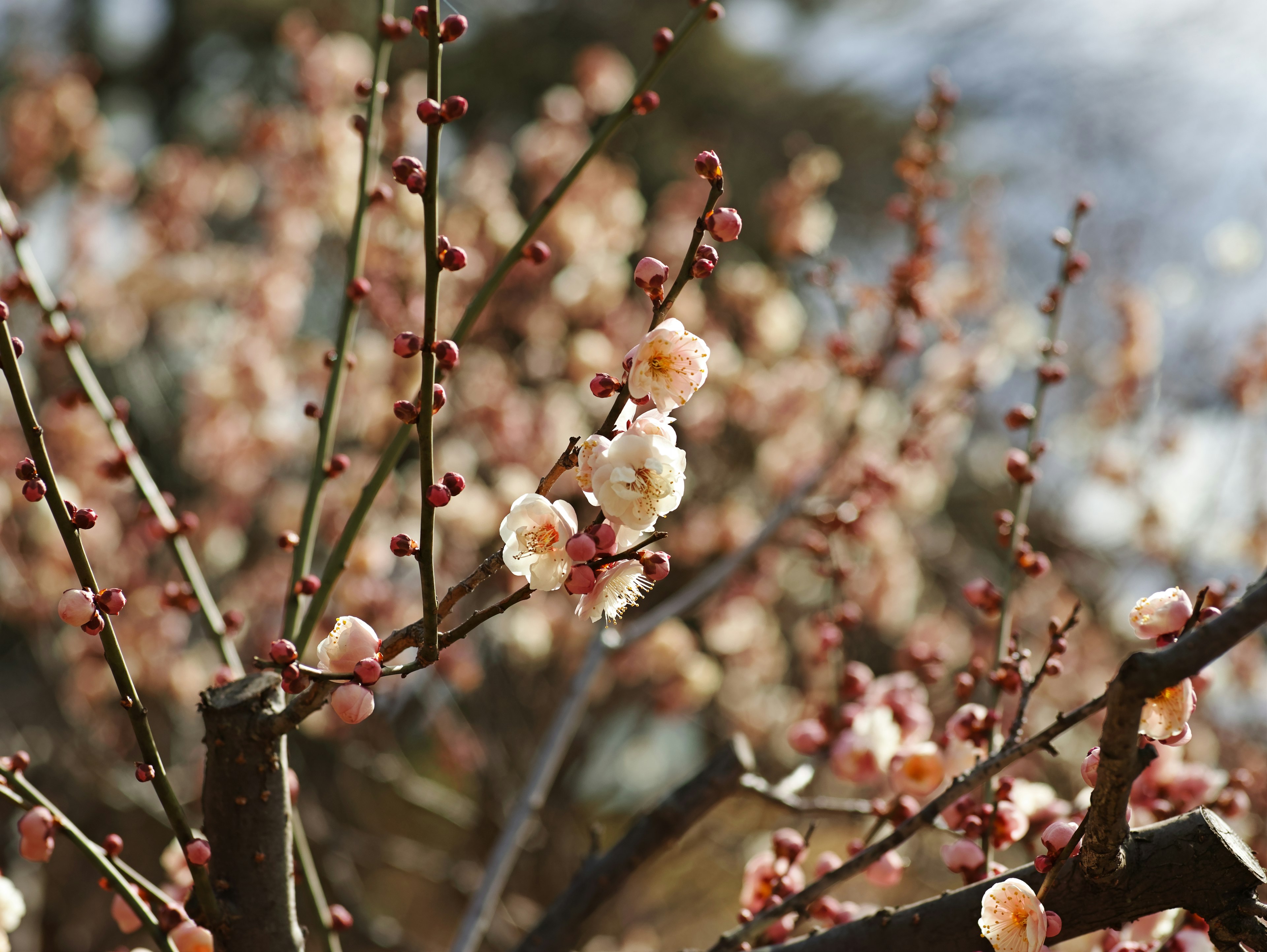 Close-up of blooming plum blossoms on branches