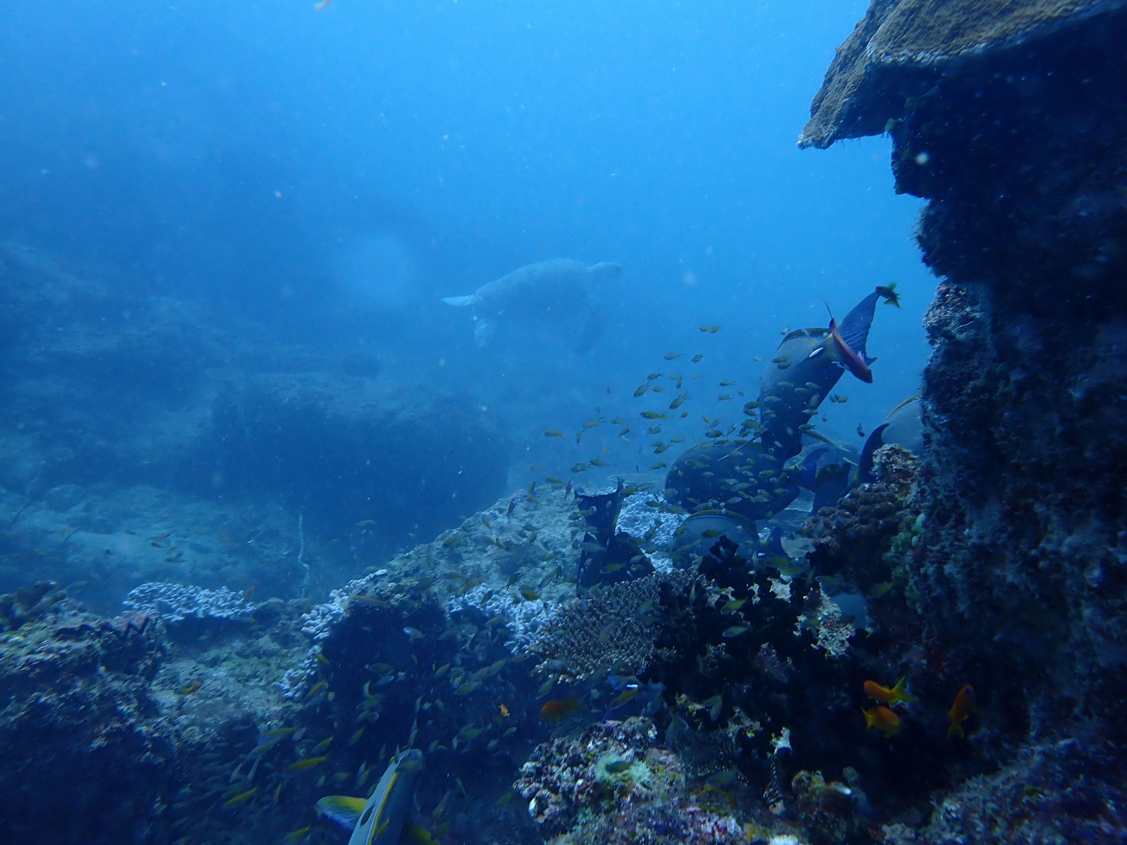 Underwater scene with coral reefs and various fish species